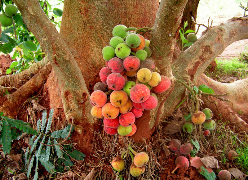 Ficus Sycamorus: A Tree of Biblical Significance – Rare Plant Cuttings