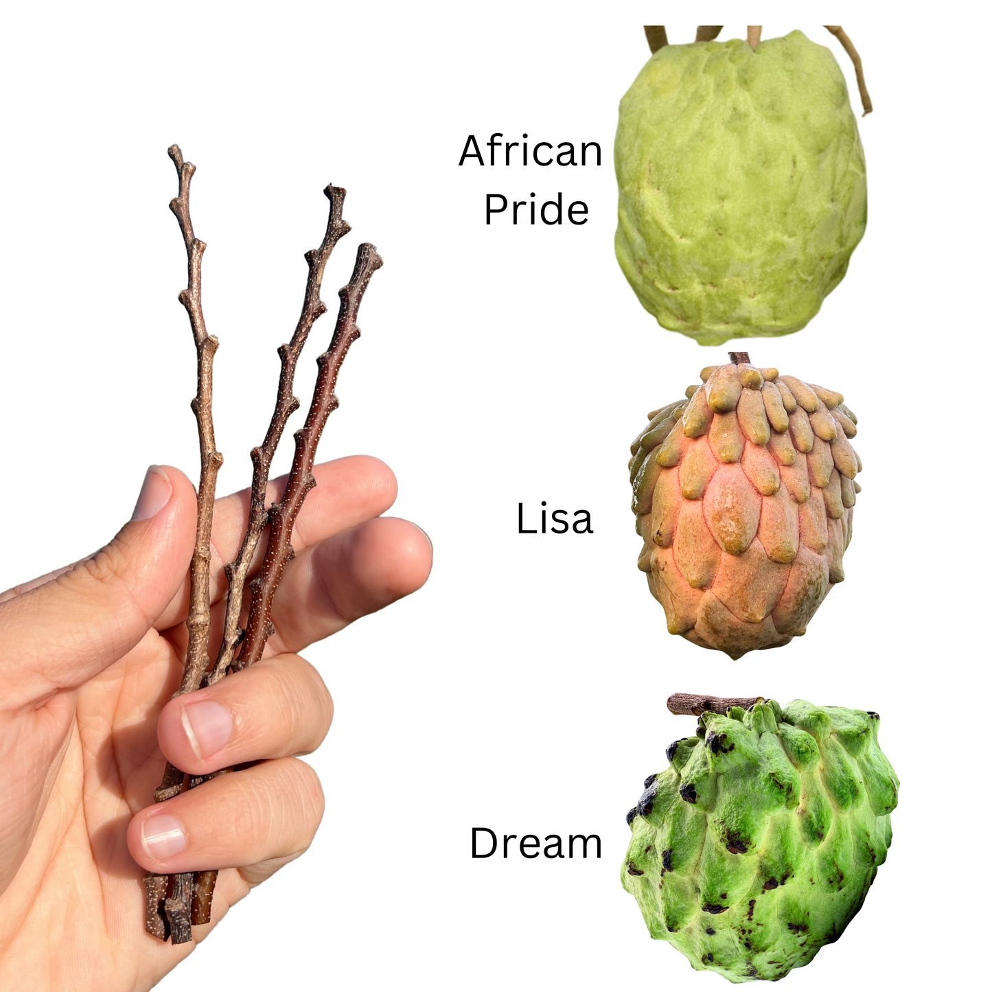 Three different types of Atemoya scions held in a hand, with the corresponding labeled fruit 'African Pride', 'Lisa', and 'Dream' shown above each scion.