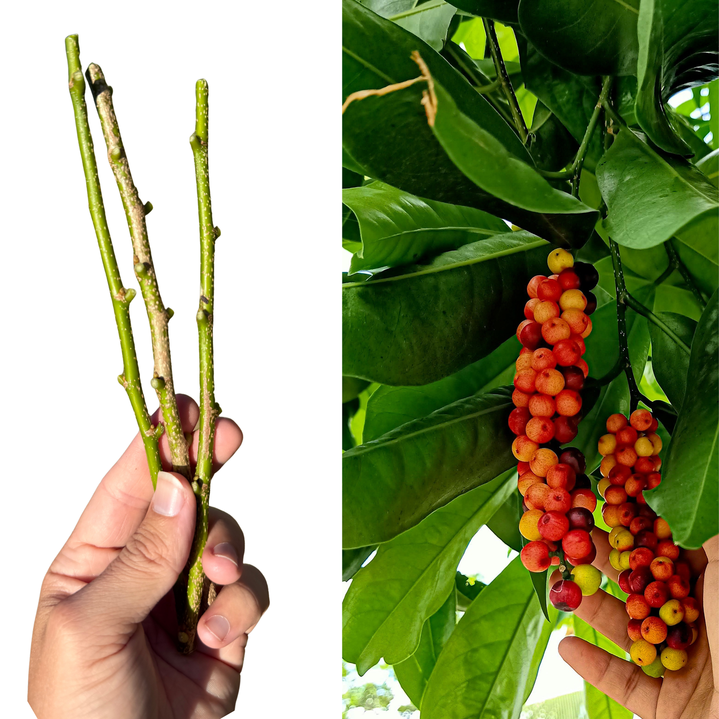 Bignay Fruit Tree Cuttings (Antidesma bunius) – 3-Cutting Bundle | Rare Tropical Berry, Easy to Grow, Fast Fruiting