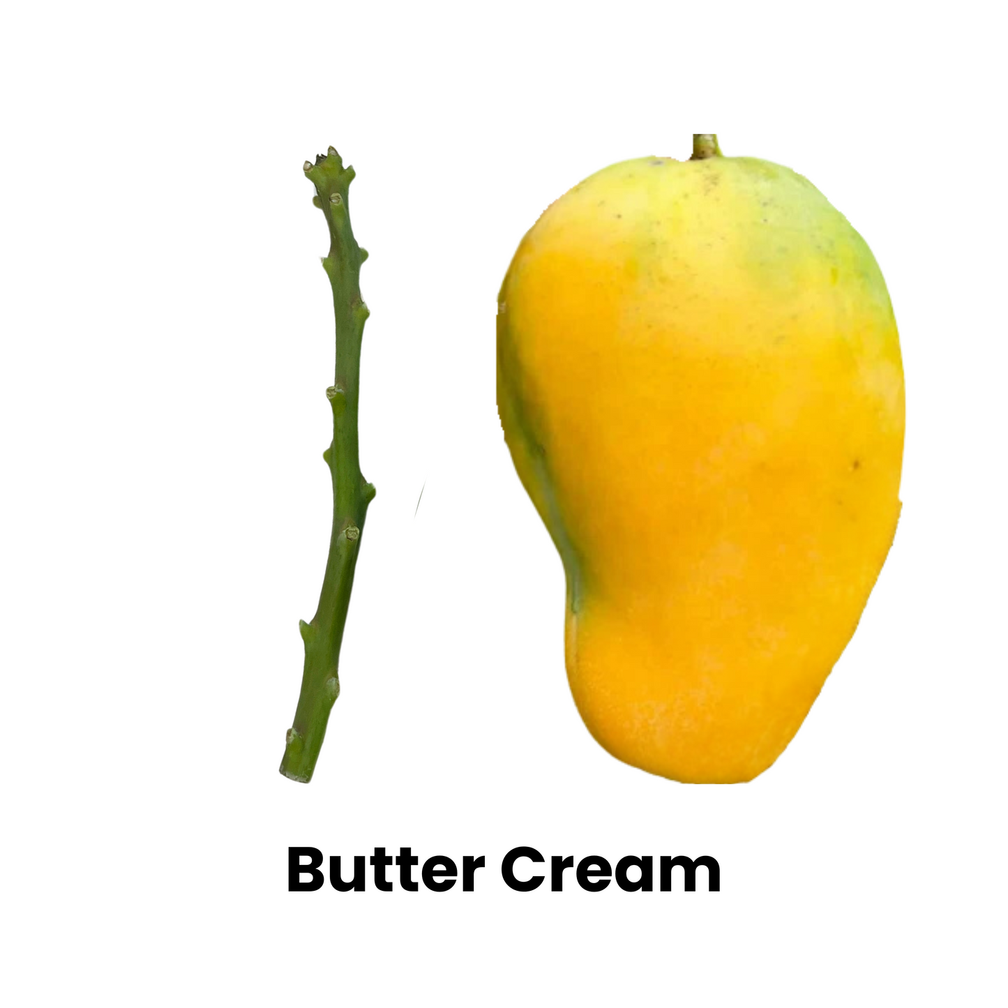 Butter Cream Mango Scion