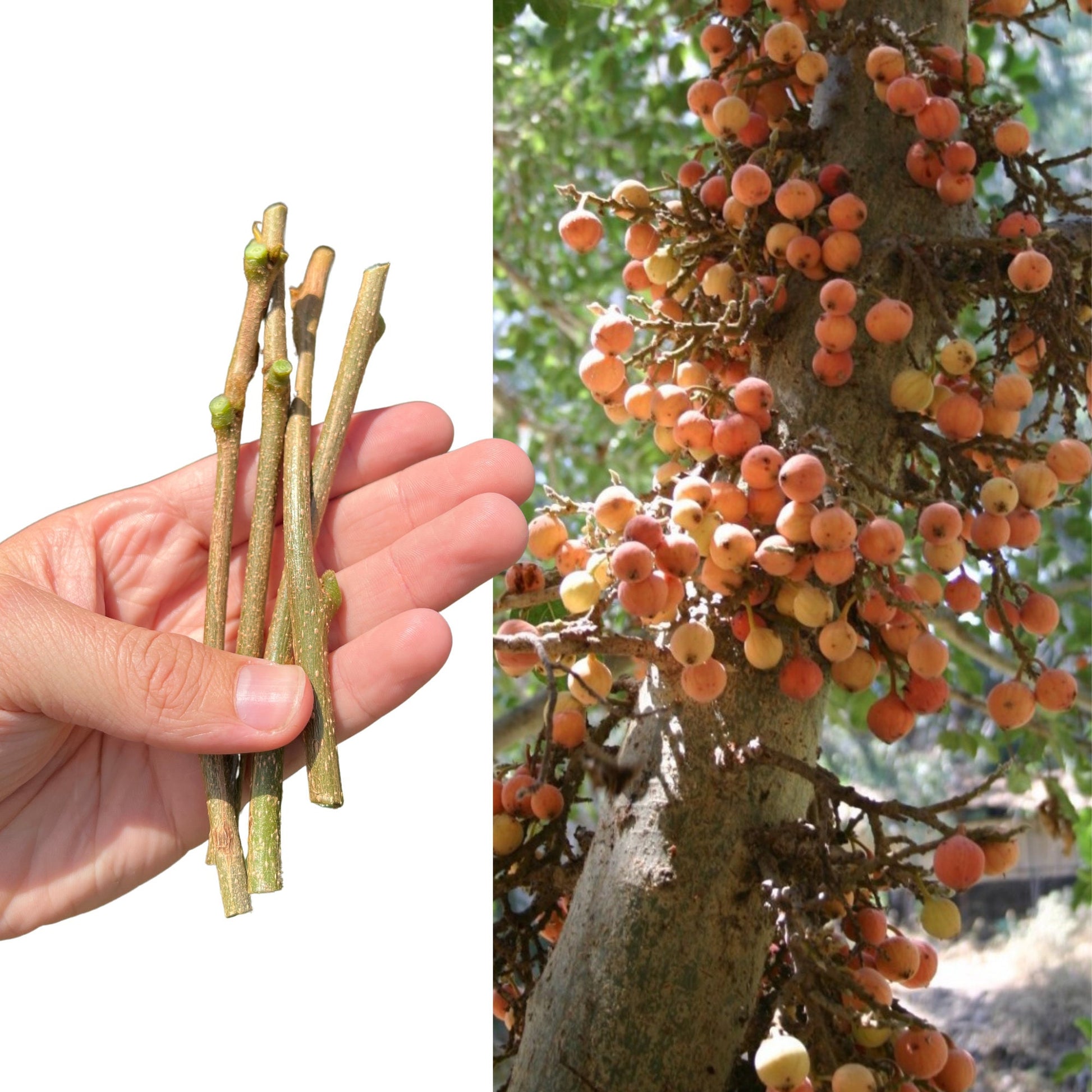 An image showing three cuttings of Ficus sycamorus, also known as Sycamore Fig, with a background photo of the fig tree.