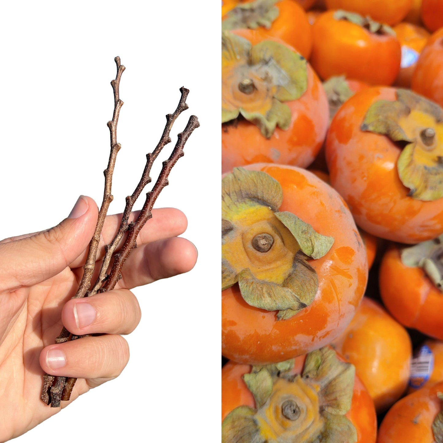 A split image showing persimmon fruits on the right and a hand holding three small branches with roots on the left.