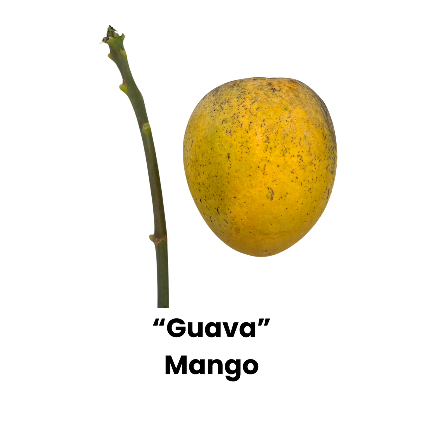 Guava Mango and Scion, Sein Ta Lone Variety