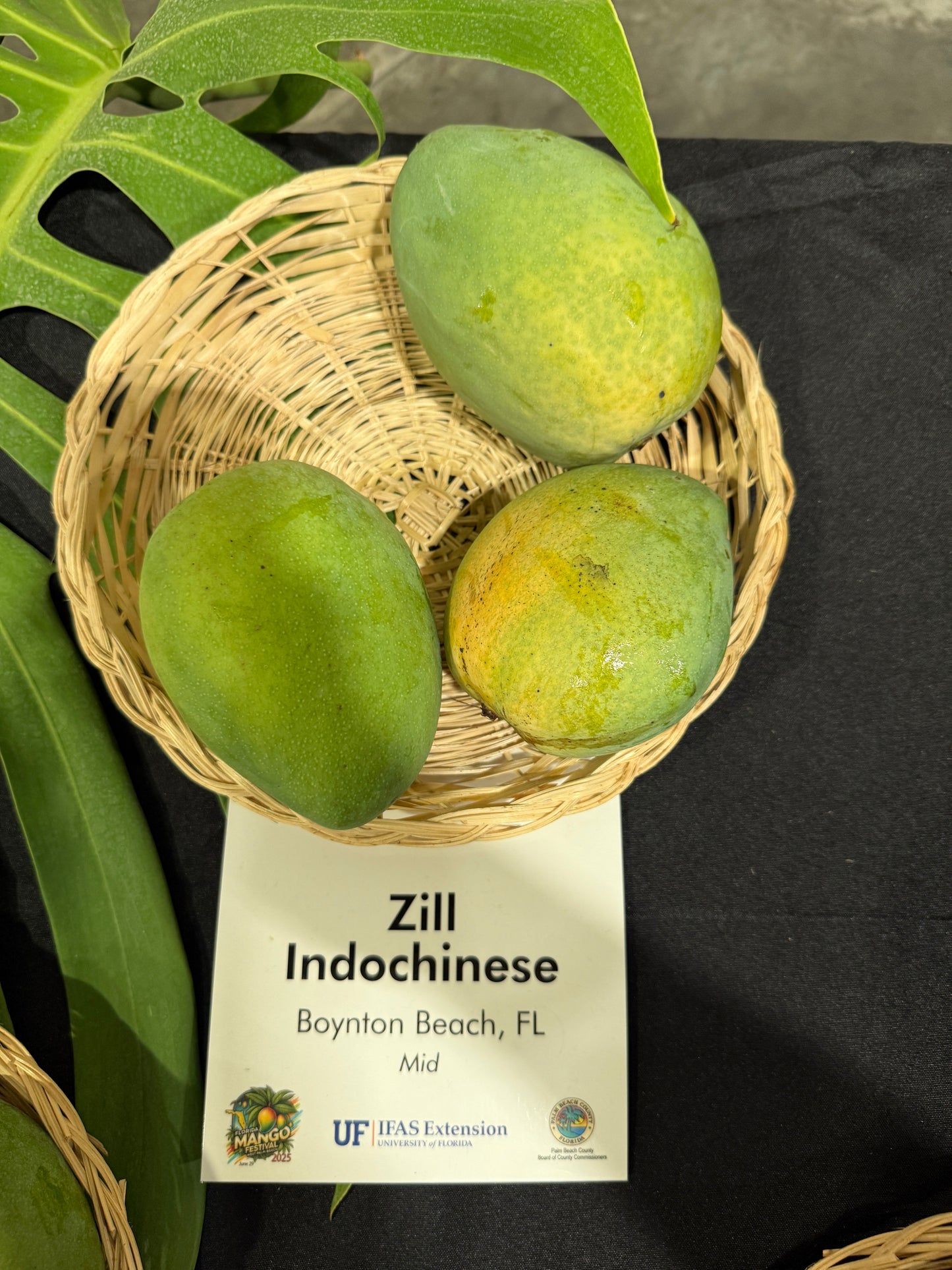 Zinc ( Zill Indochinese )