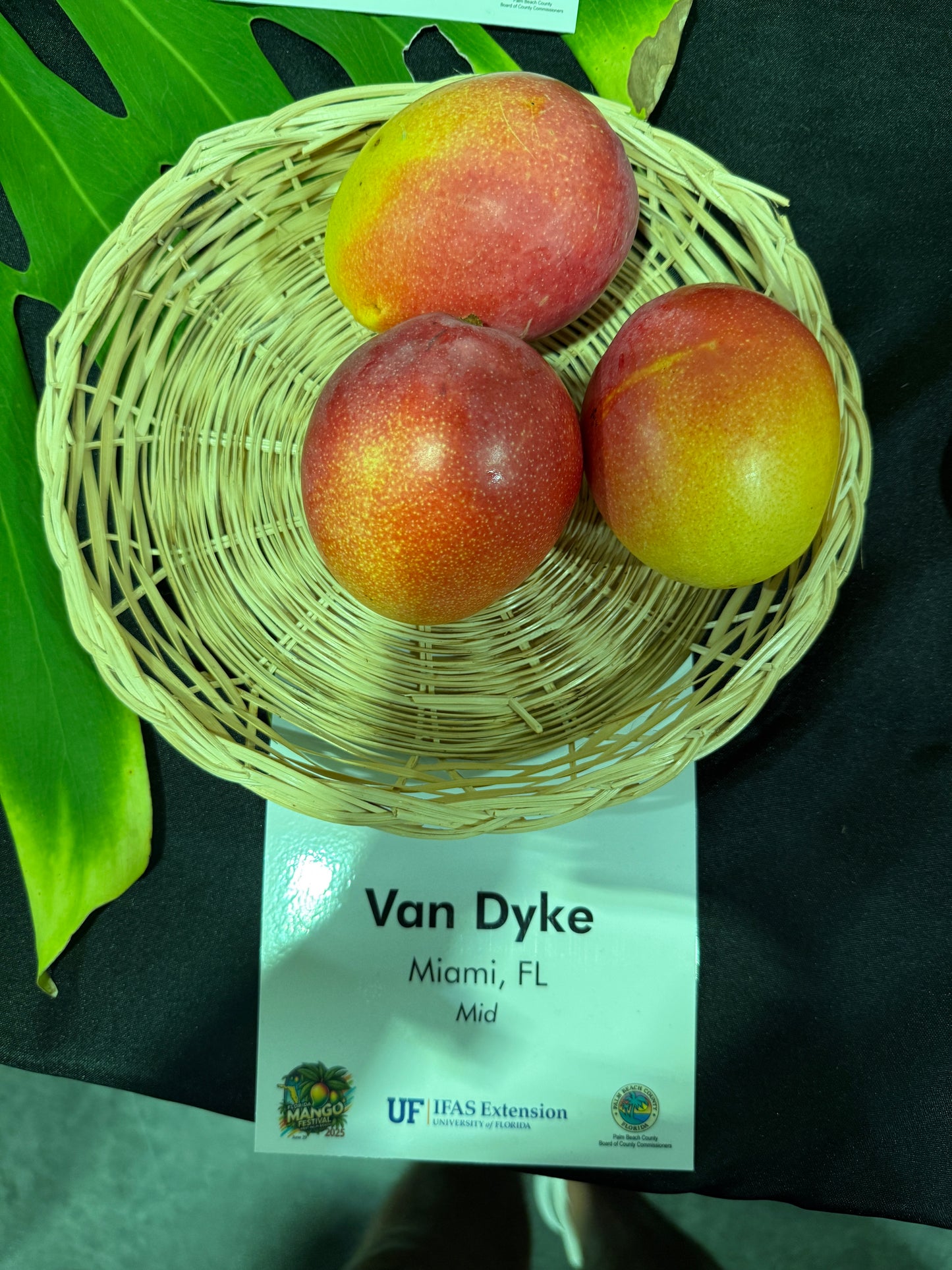 Van Dyke