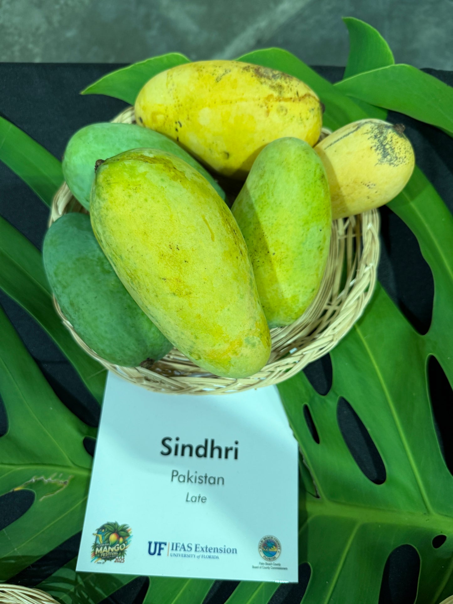 Sindhri
