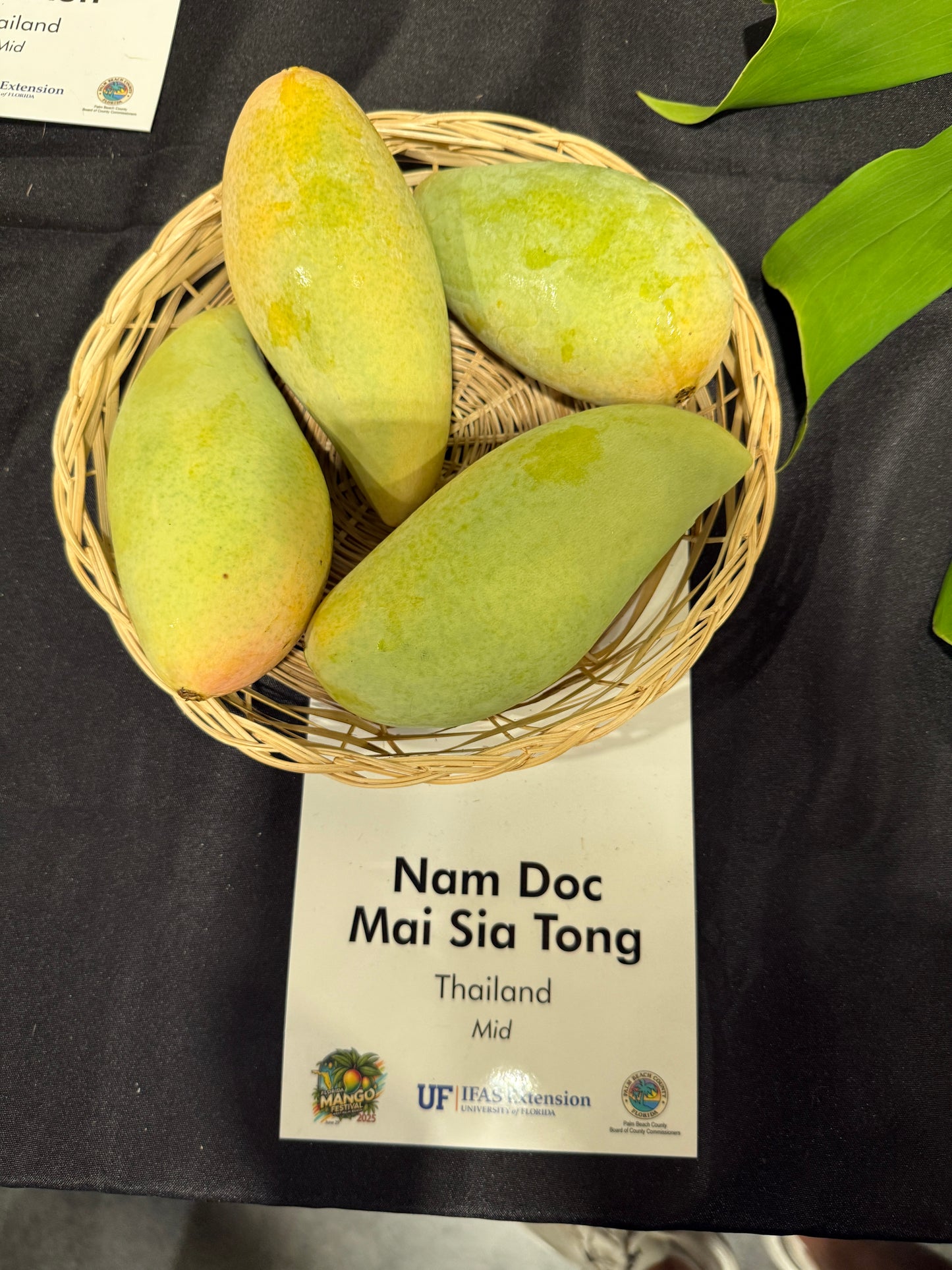 Nam Doc Mai Sia Tong