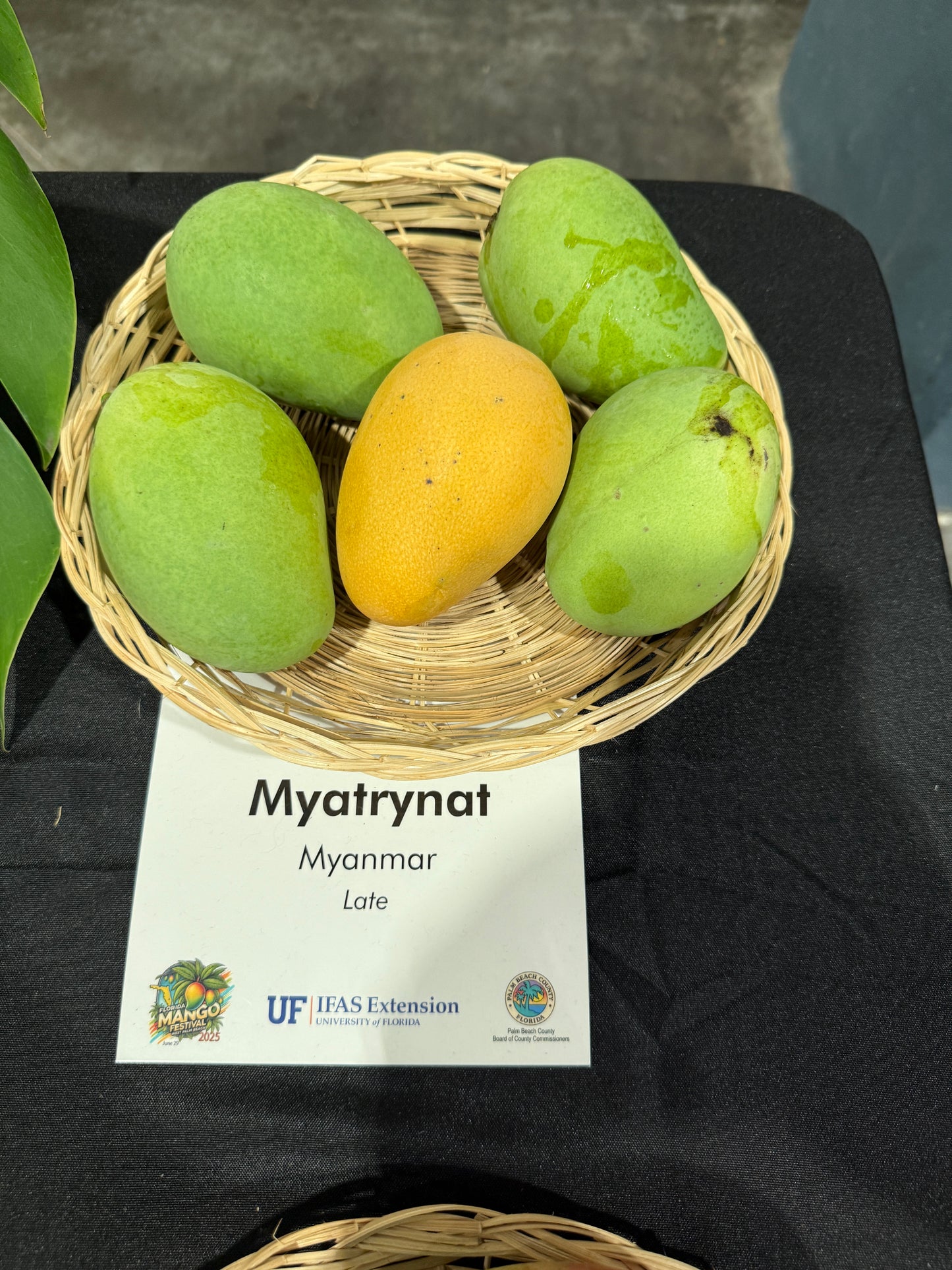 Myatrynat