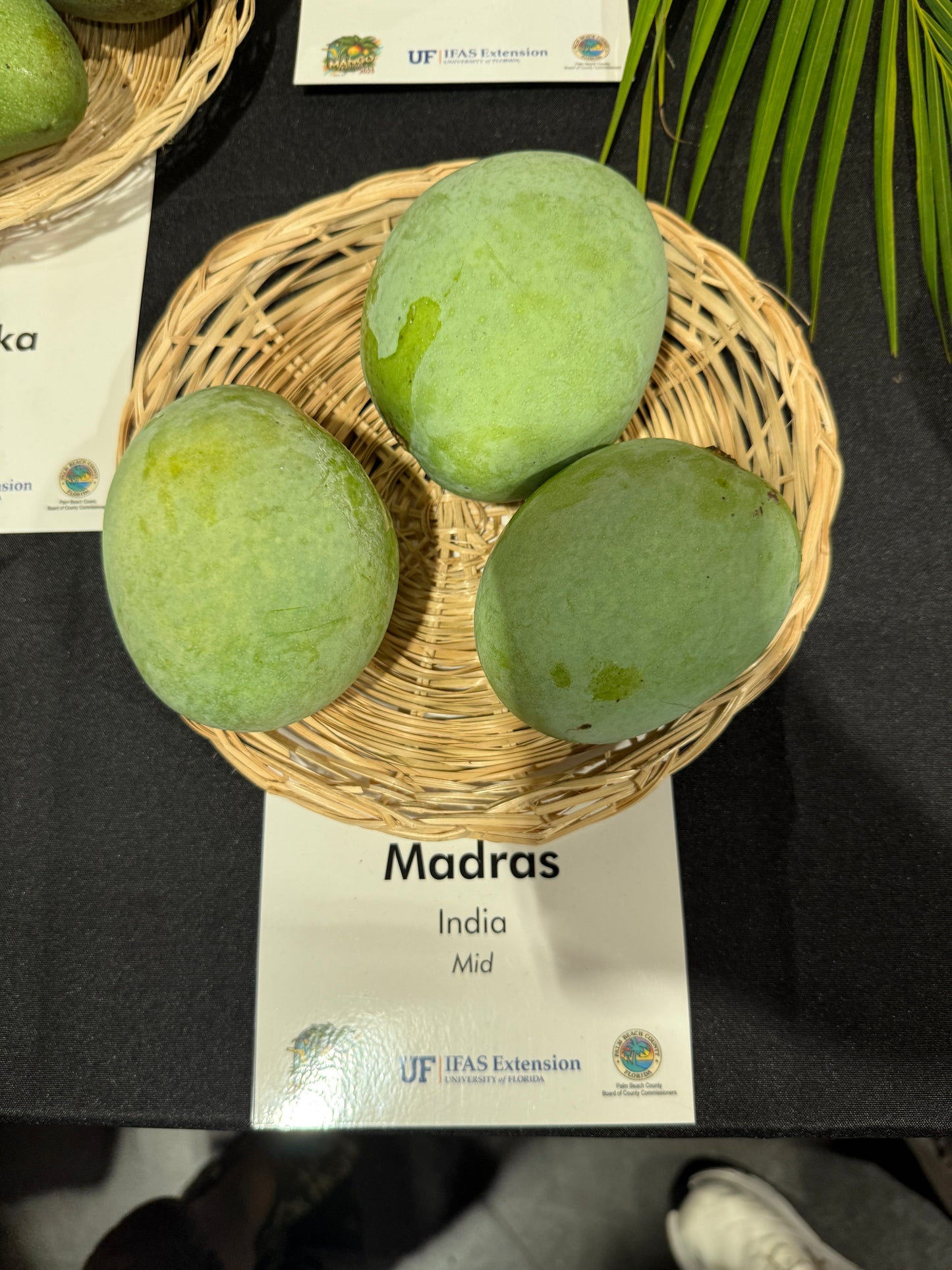 Three green mangoes on a woven basket with 'Madras India' label in the background.