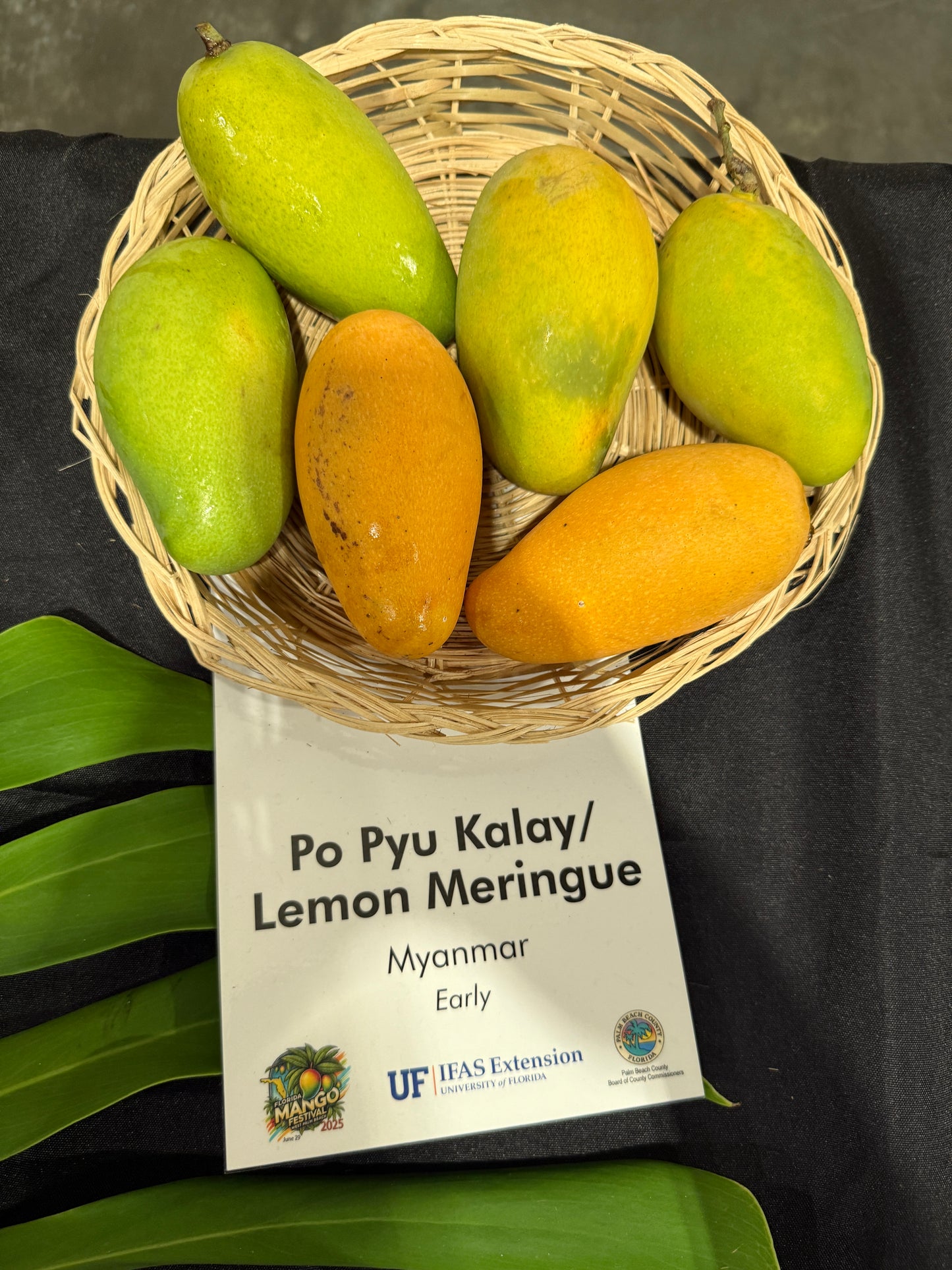 Lemon Meringue / Po Pyu Kalay