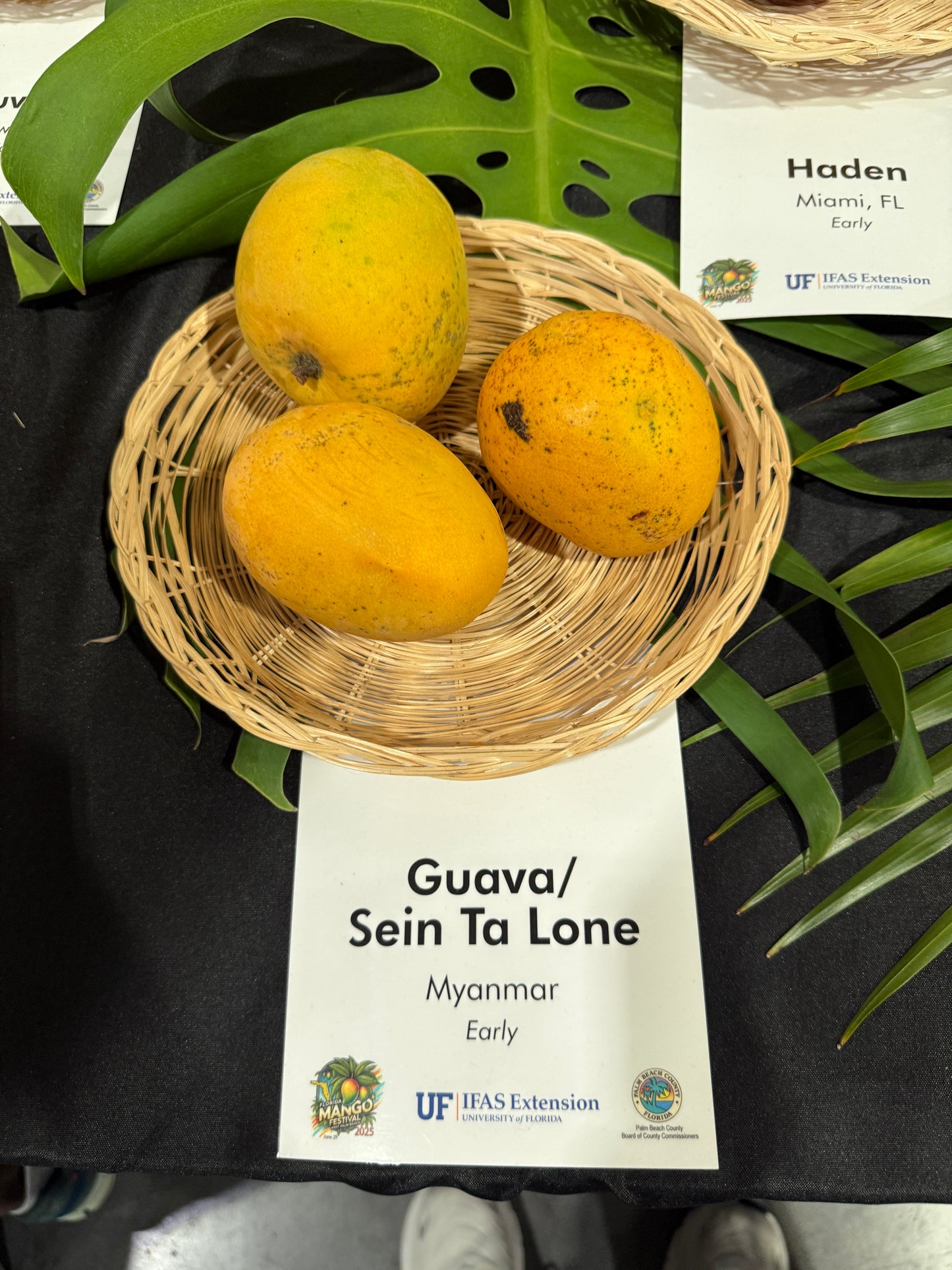 Sein Ta Lone / Guava