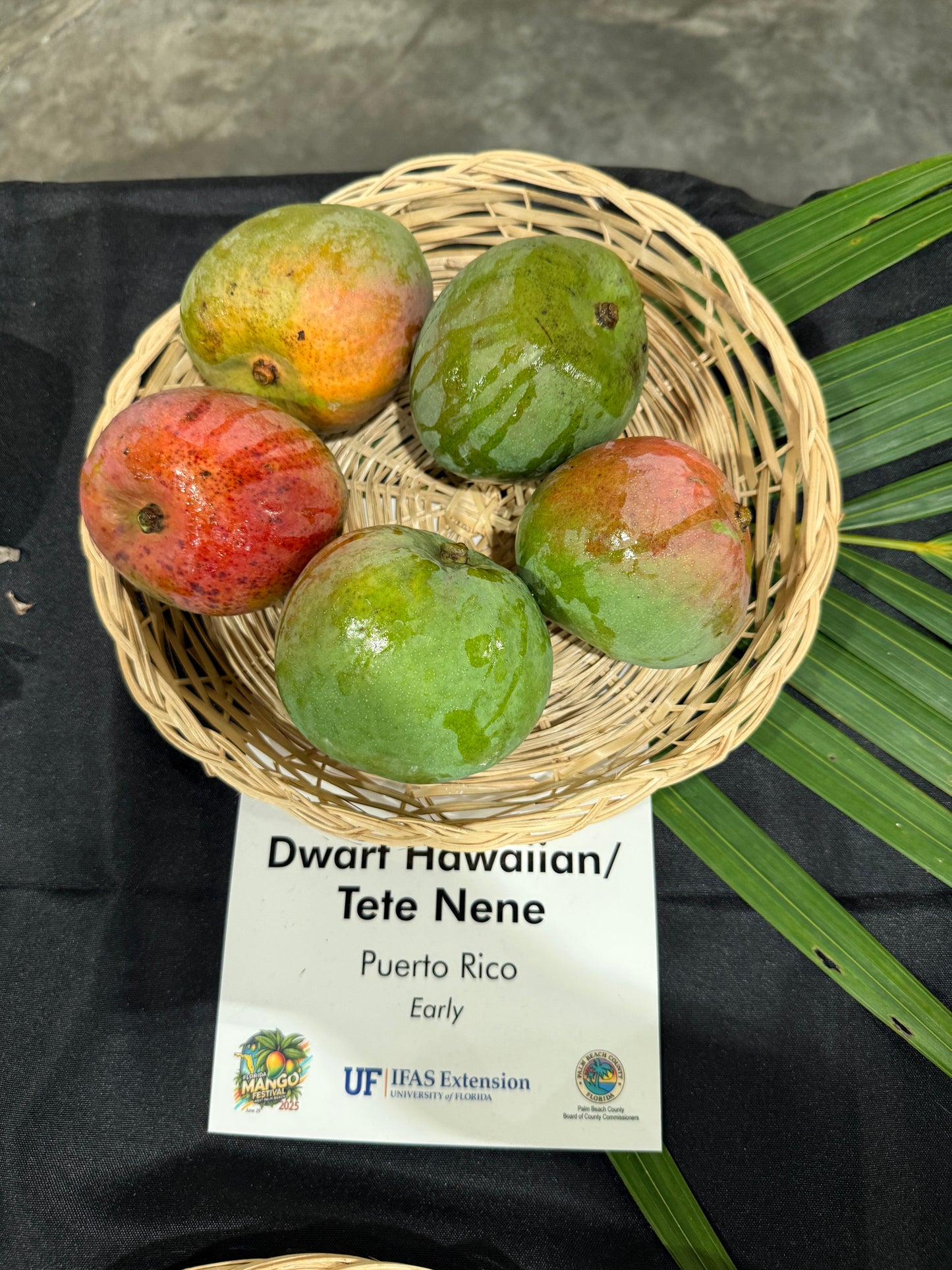 Dwarf Hawaiian / Tete Nene