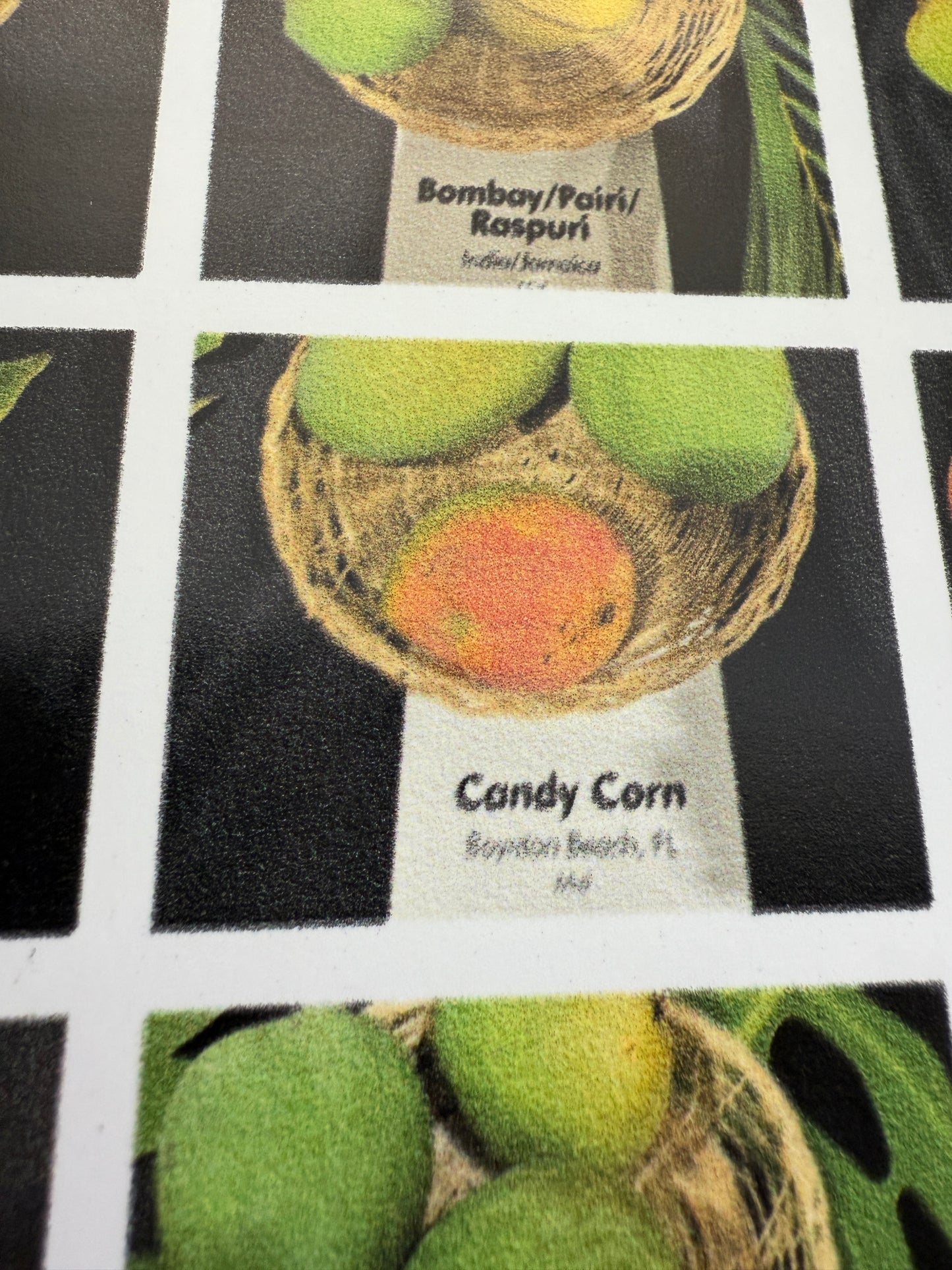 200+ Mango Varieties Poster 24" X 36" (Economy Copy)