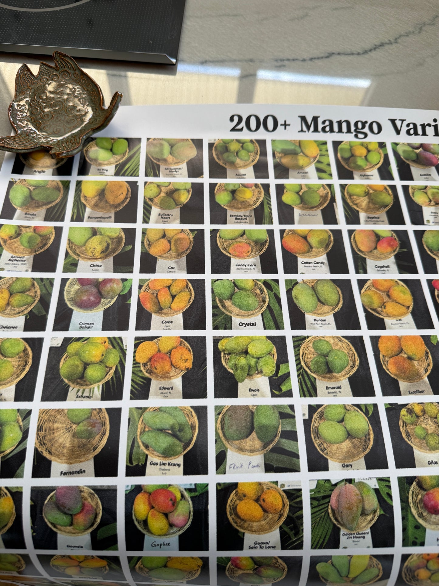 200+ Mango Varieties Poster 24" X 36" (Economy Copy)