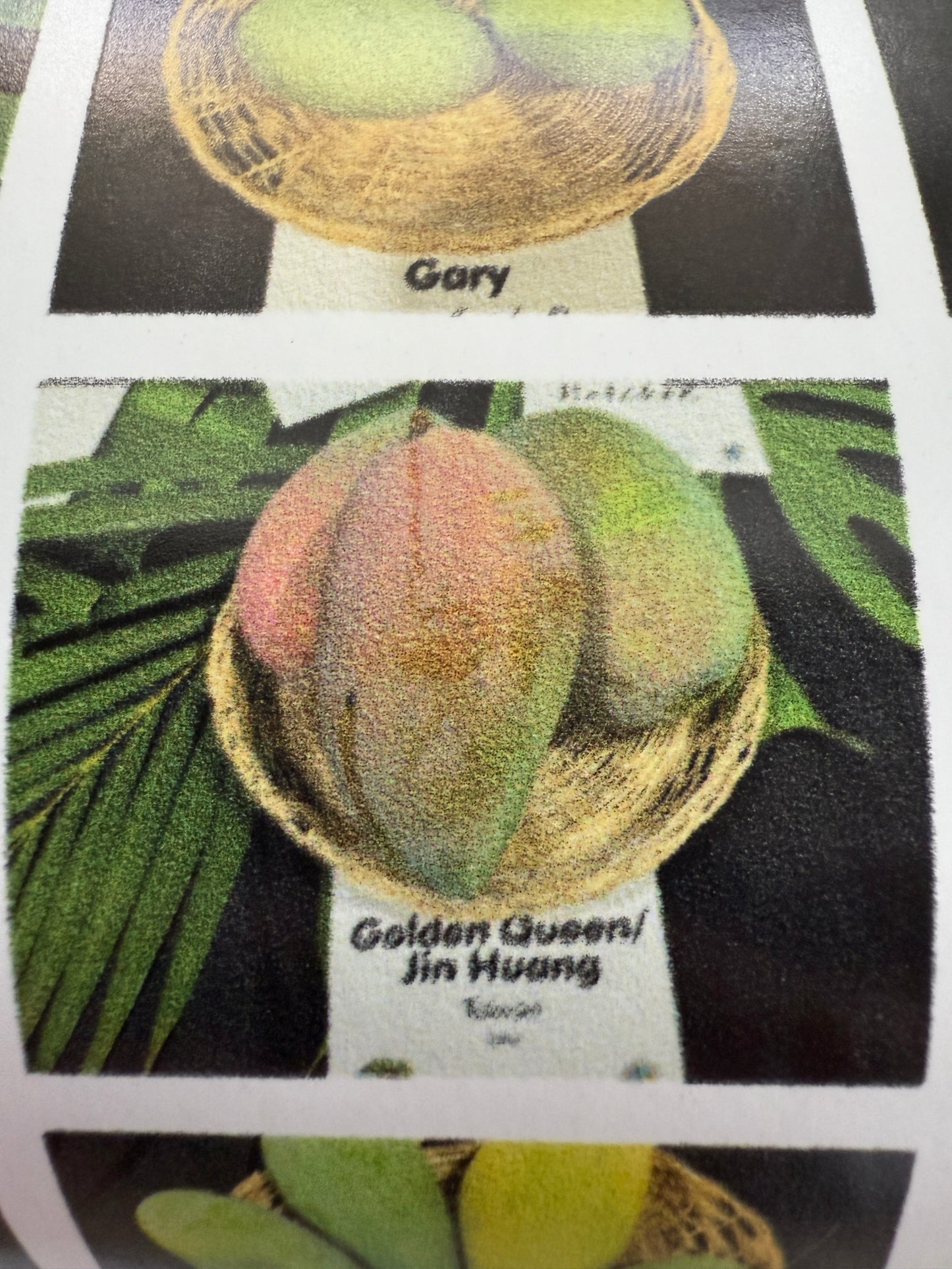 200+ Mango Varieties Poster 24" X 36" (Economy Copy)