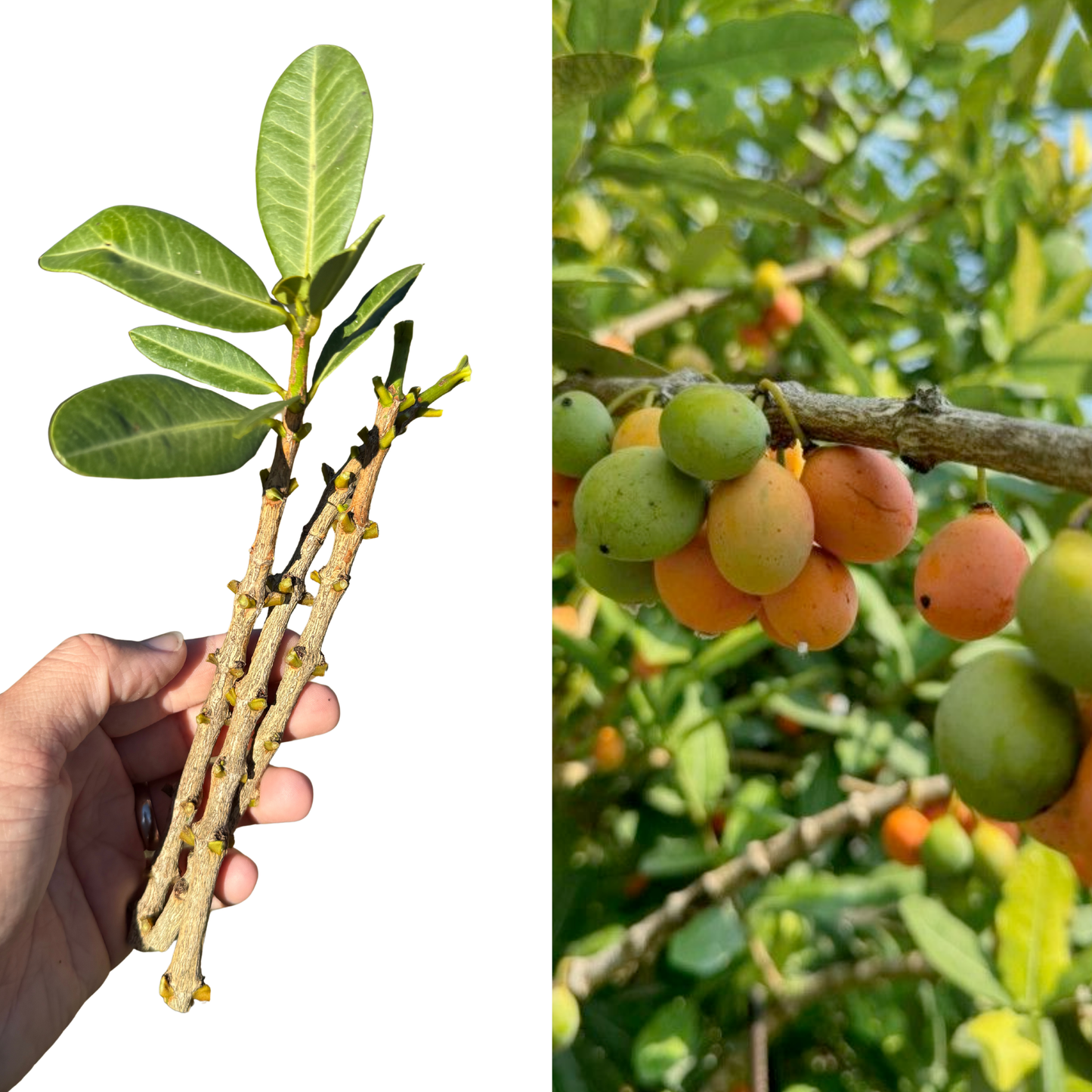 Imbe Cuttings (Garcinia livingstonei) – 3-Cutting Bundle | Rare Tropical Fruit Tree, Drought-Tolerant, Cold-Hardy Garcinia