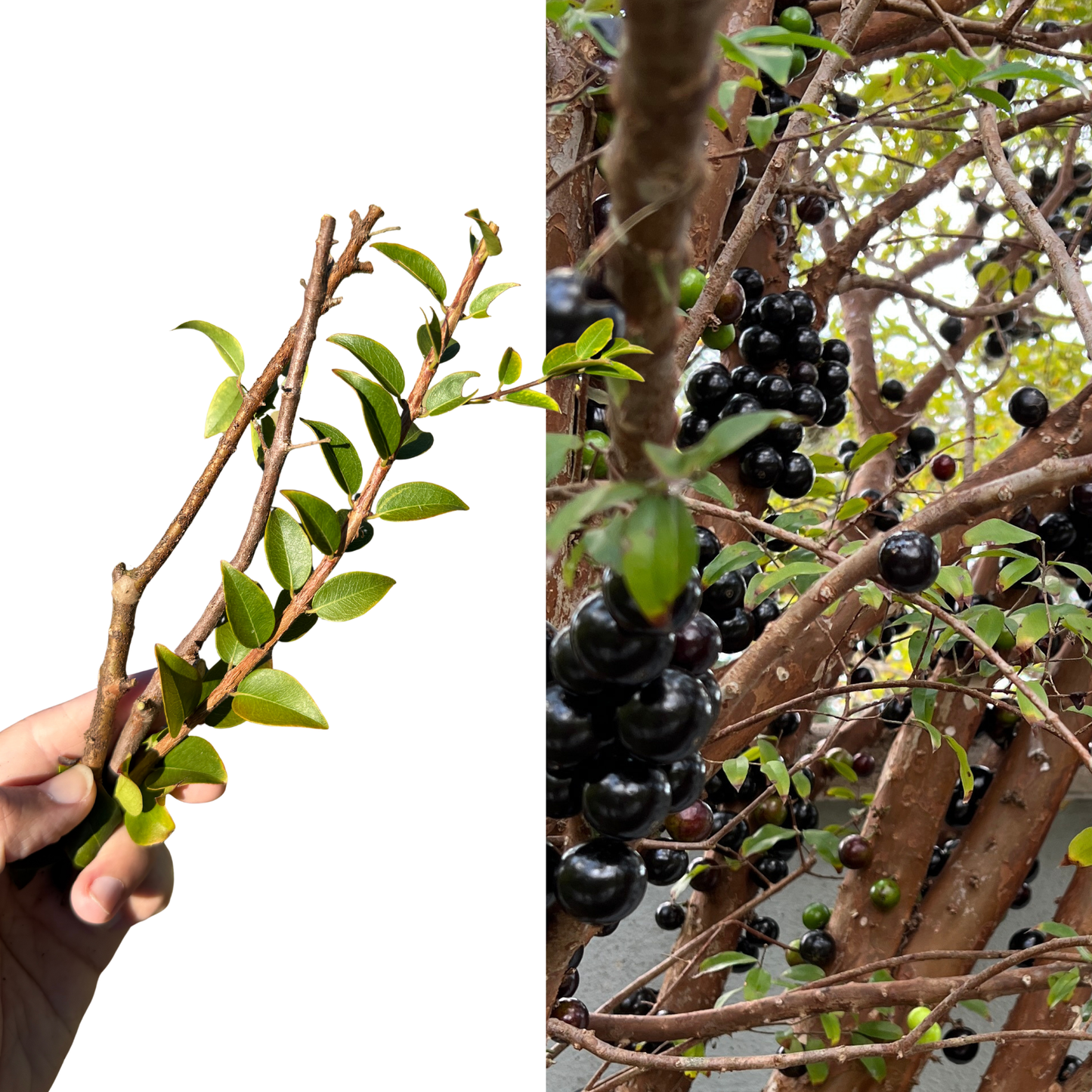 Sabra Jaboticaba Cuttings (Plinia jaboticaba) – 3-Cutting Bundle | From Fruiting-Age Tree, Rare Brazilian Grape Fruit