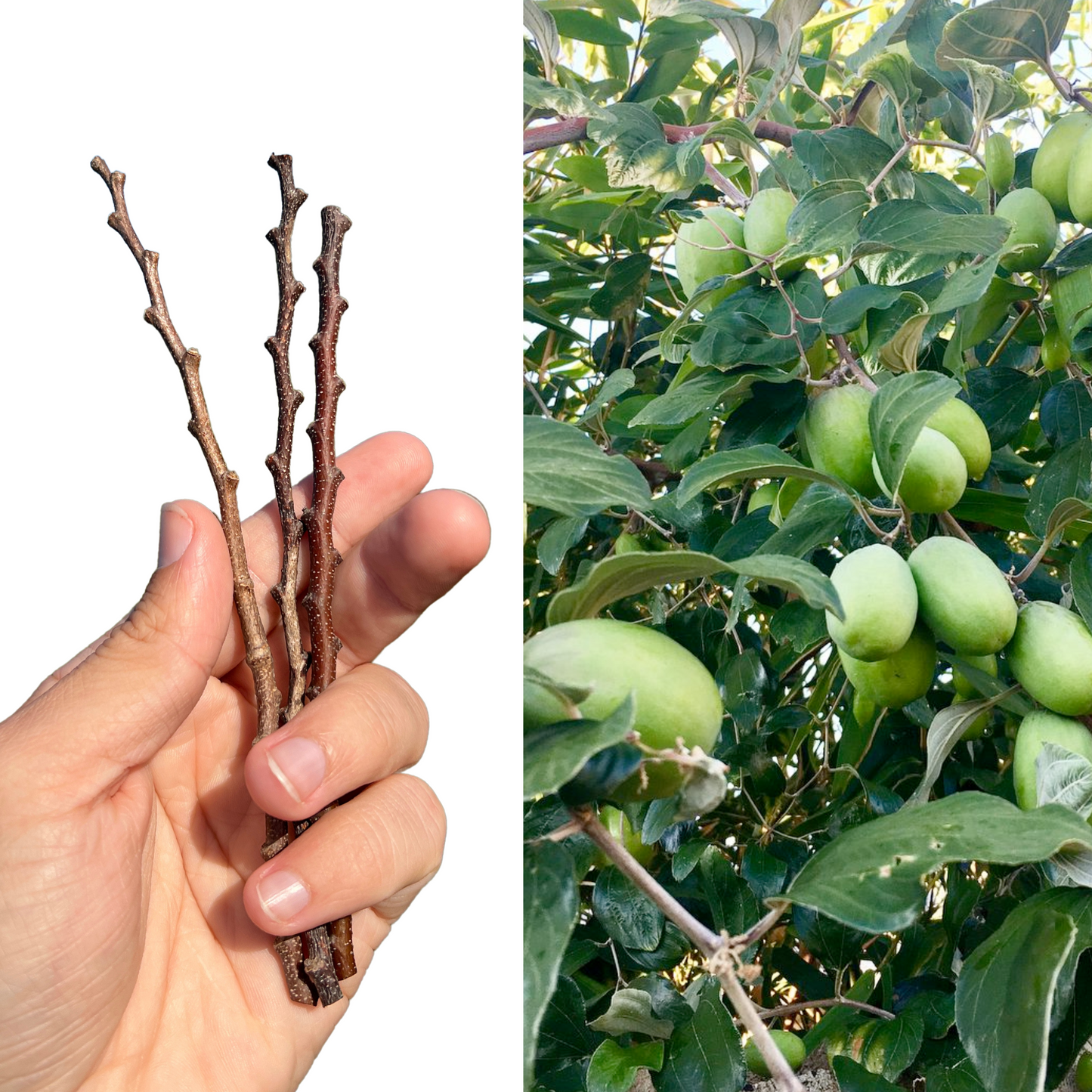Thai Green Thornless Jujube ( 3 Cuttings / Scions)