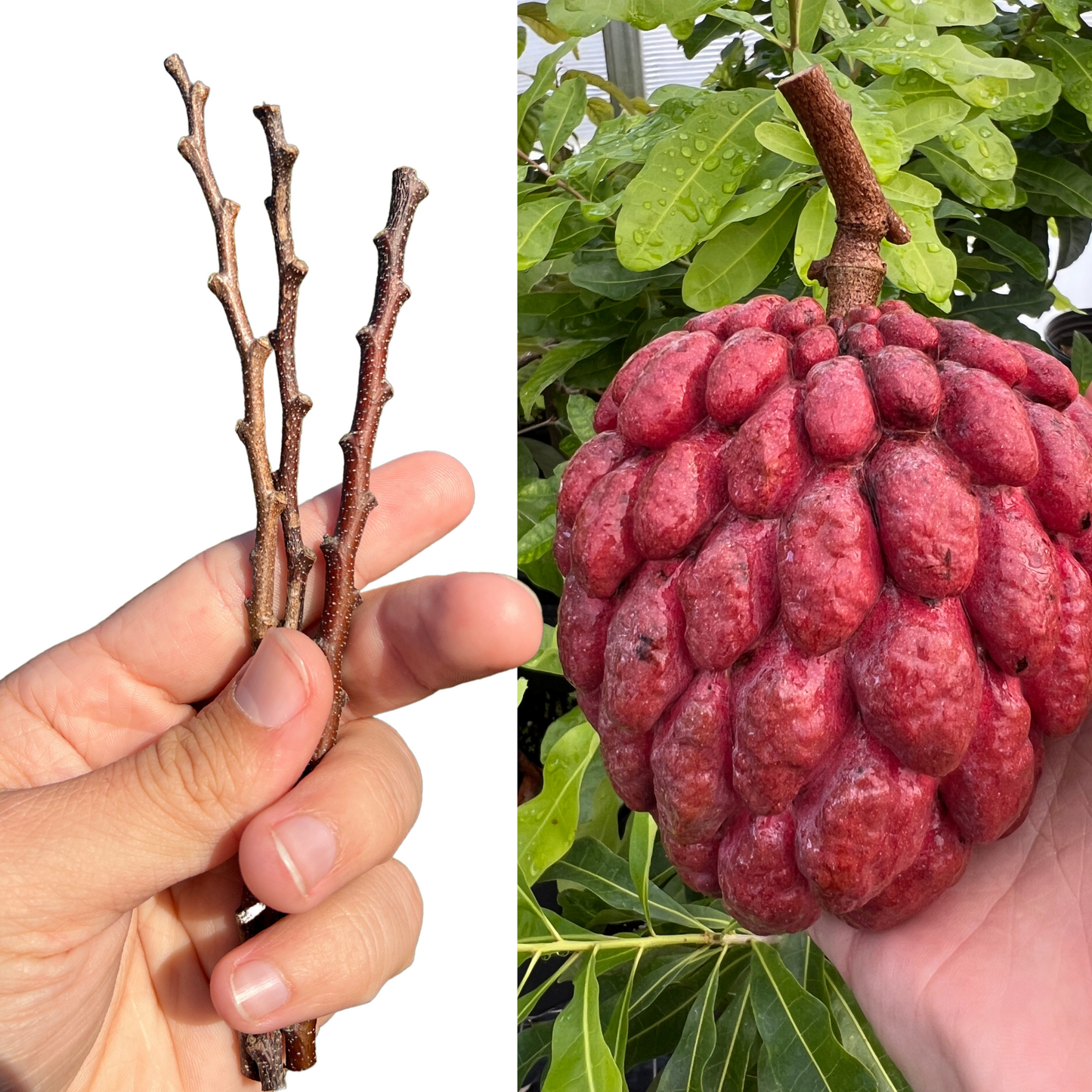 Red Sugar Apple Scions, Kampong Mauve Variety