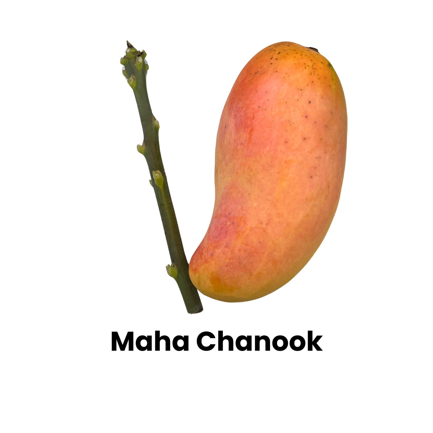 Maha Chanook Mango and Scion