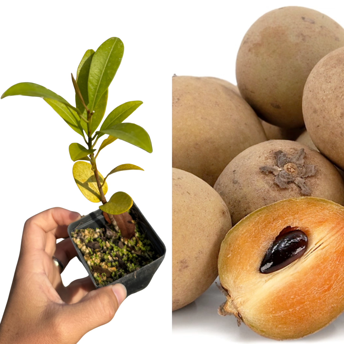 Sapodilla "Makok" Seedling