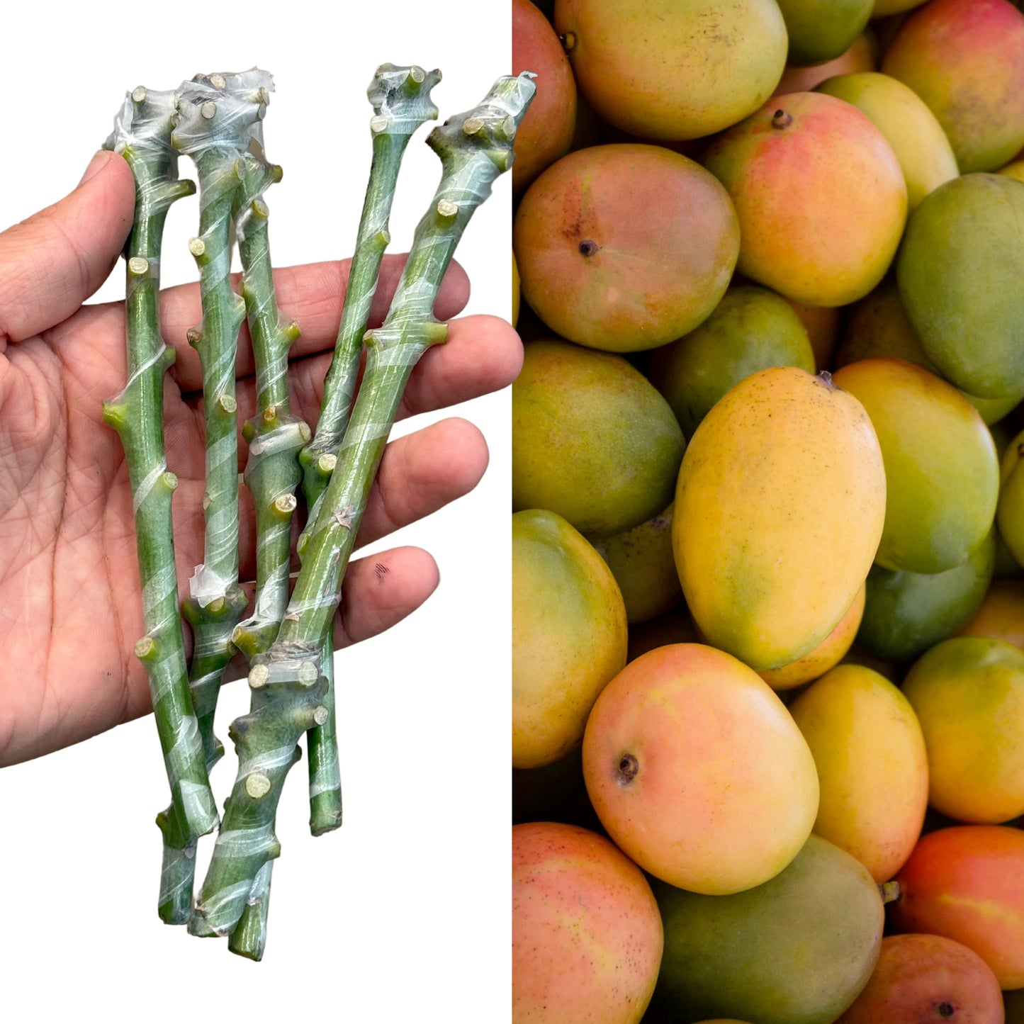 Fresh mango scions for grafting held in hand with ripe mango fruit in background – ideal for tropical tree propagation