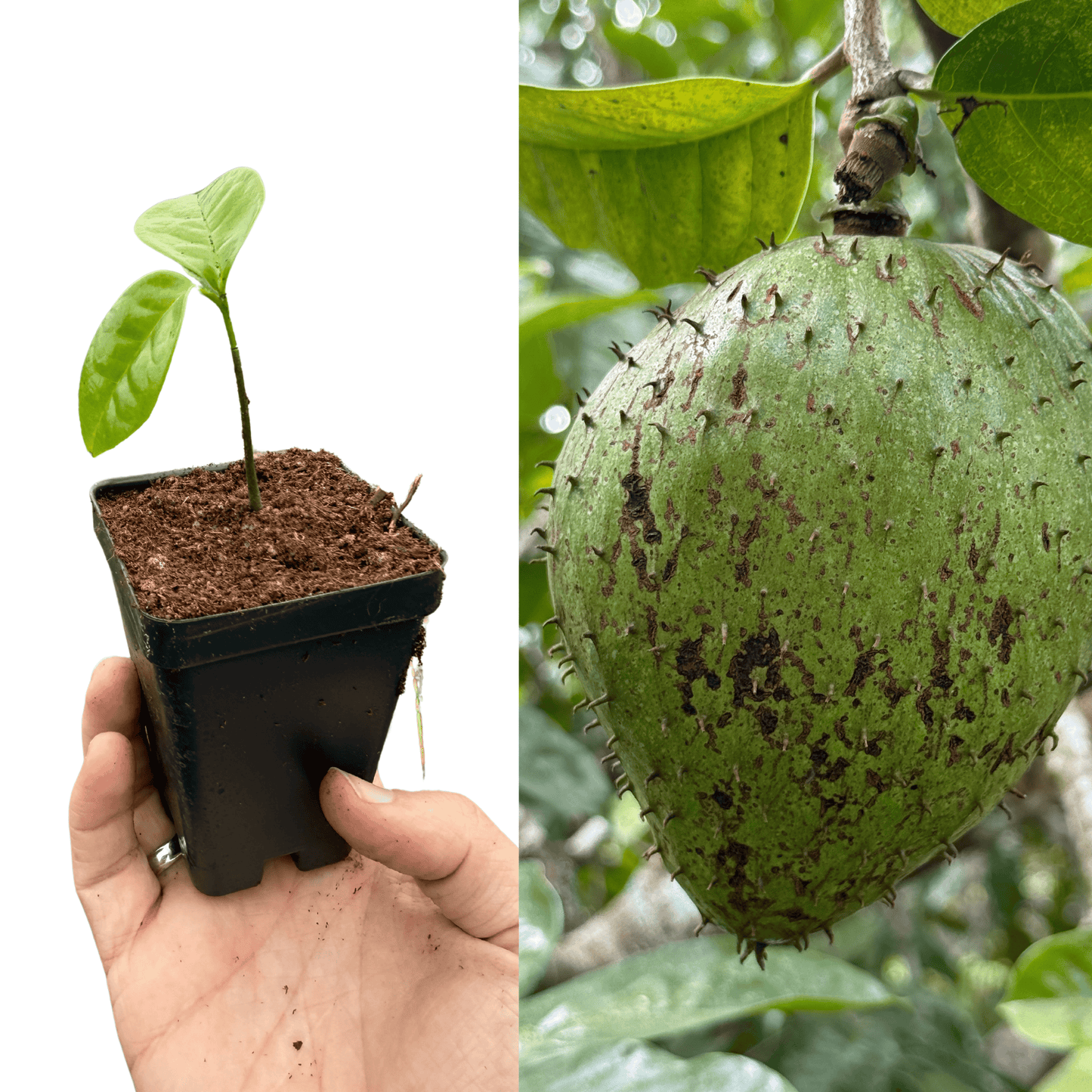 Mountain Soursop Seedling