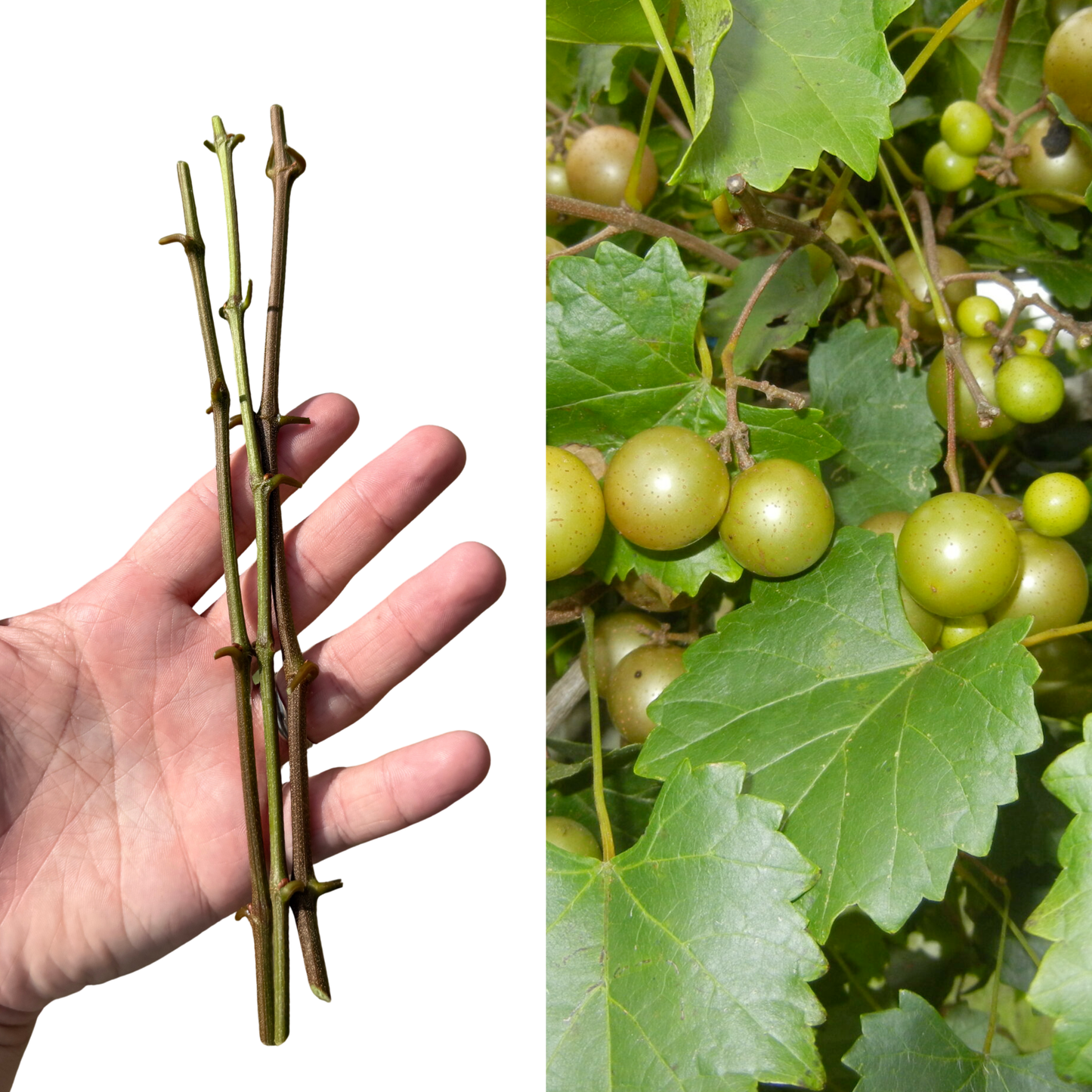 Green Muscadine Grape Cuttings – 3 Live Cuttings