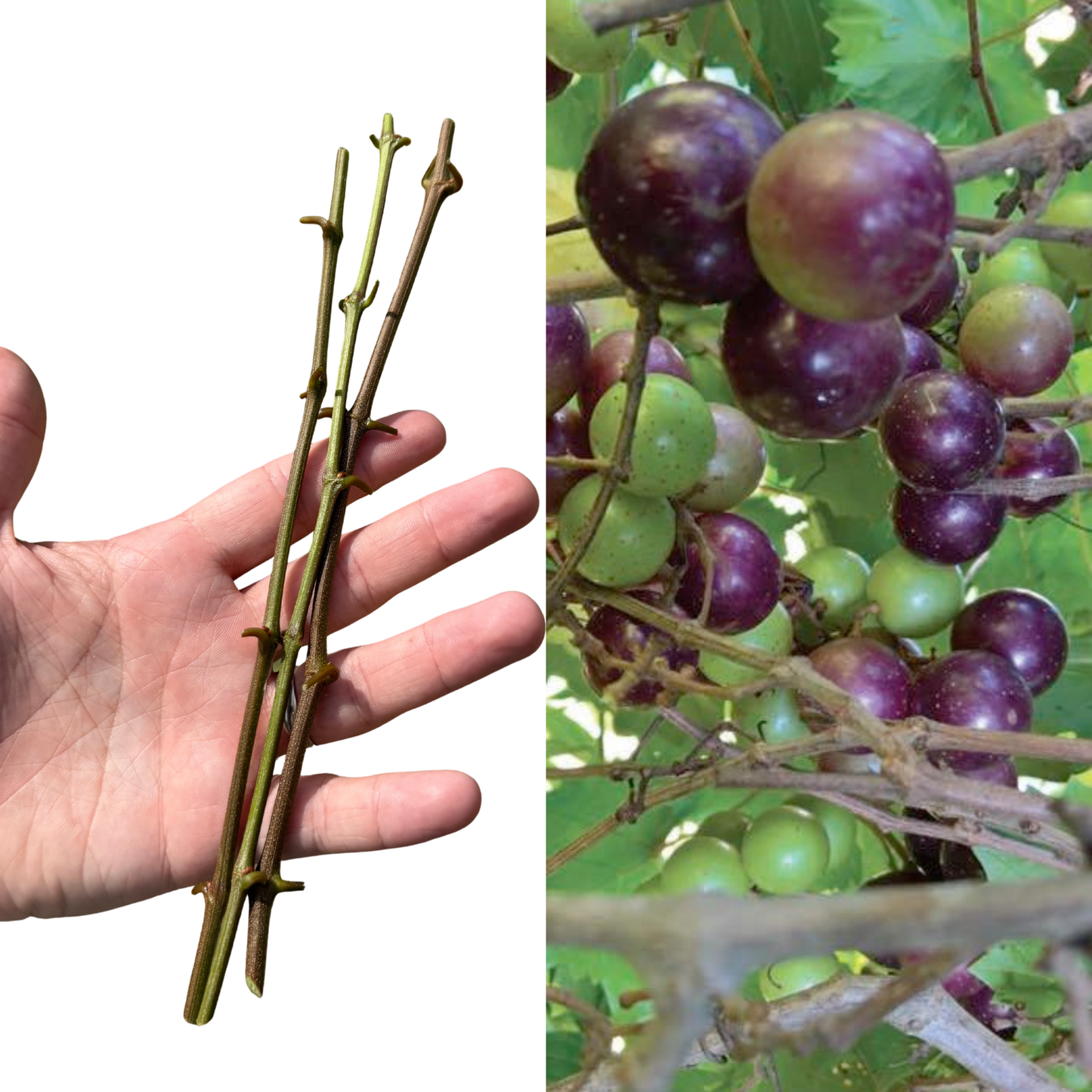 Purple Muscadine Grape Cuttings – 3 Live Cuttings