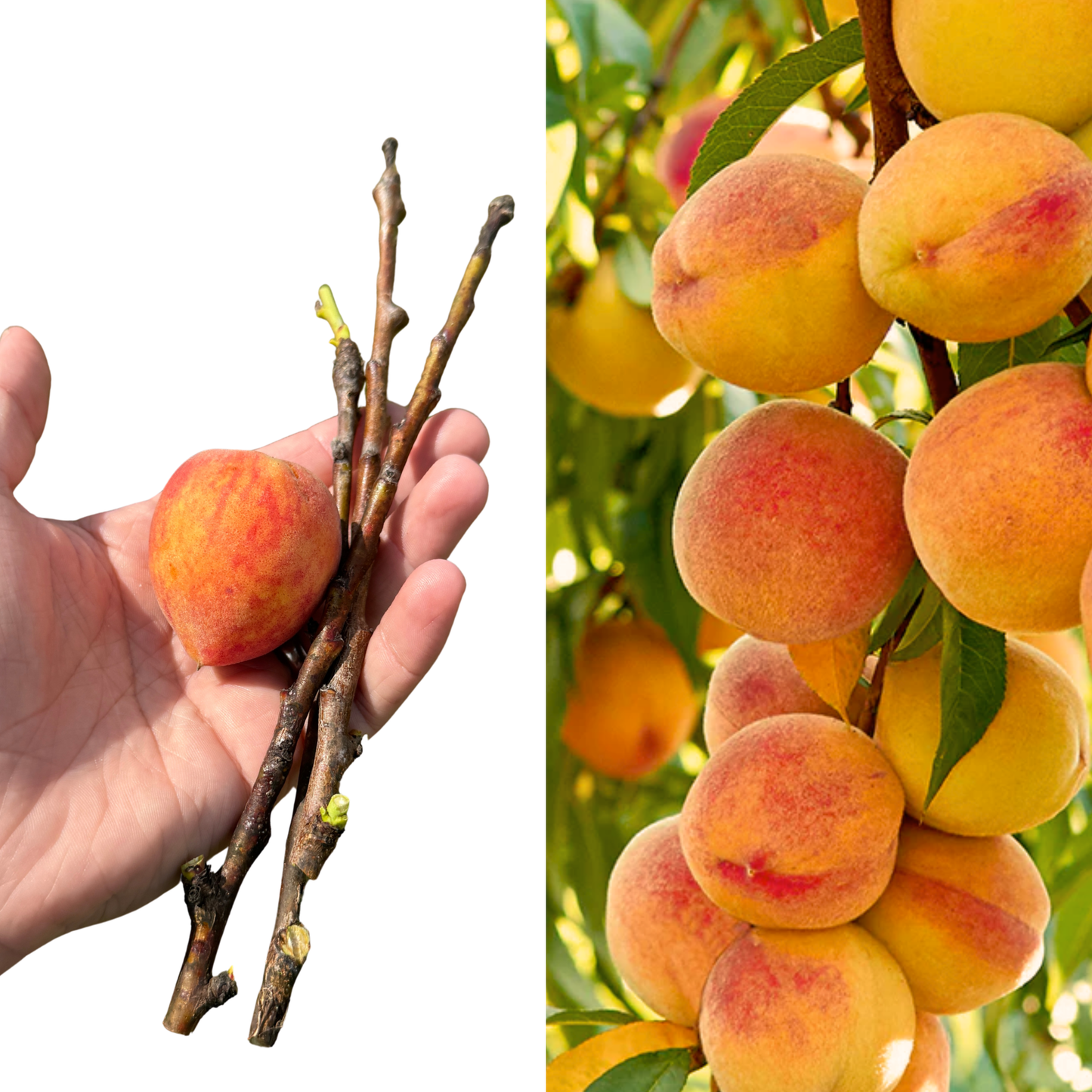 Tropic Beauty Peach Cuttings – 3 Live Cuttings Ready to Graft