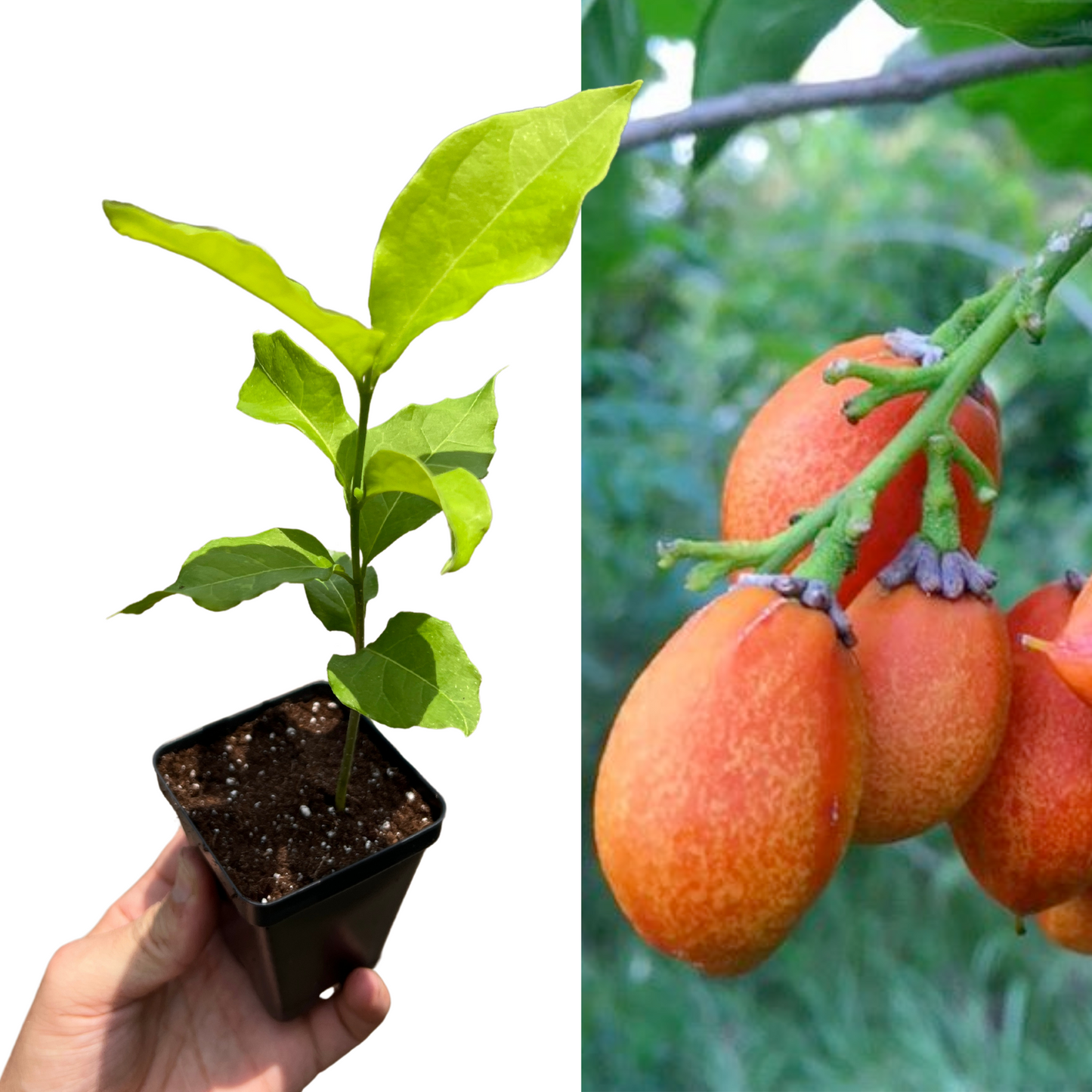 Peanut Butter Fruit Tree on left side held in hand, Peanut Butter fruit on the right side of image