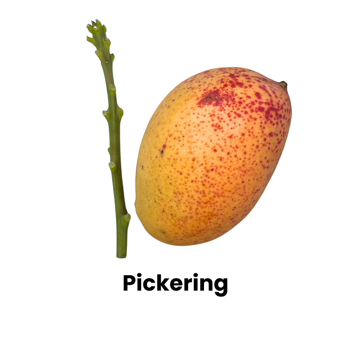 Pickering Mango and Scion