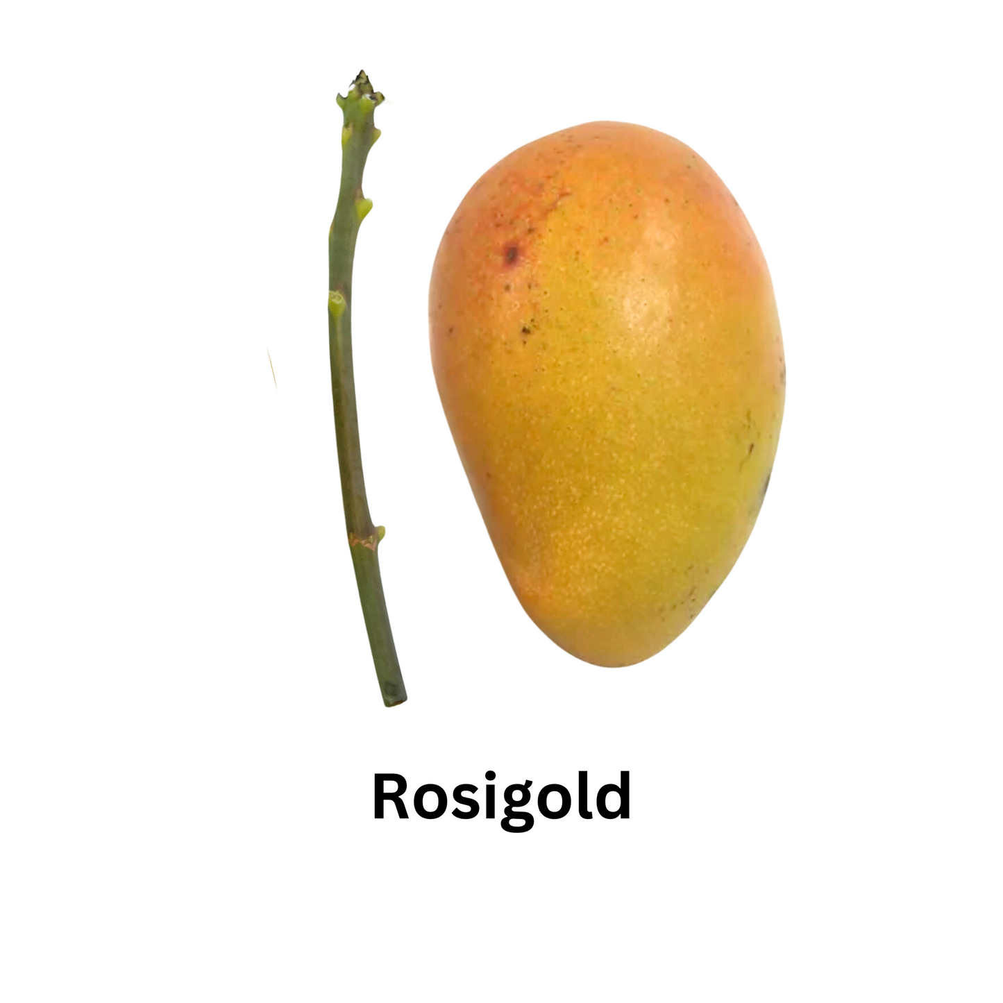 Rosigold Mango and Scion