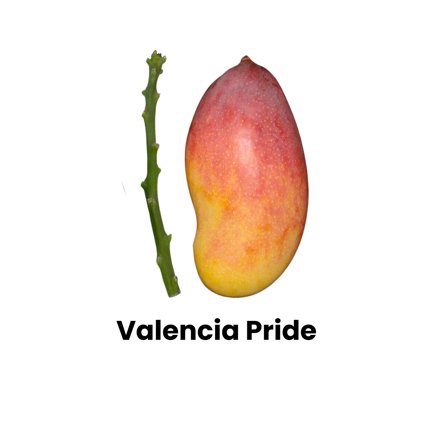 Valencia Pride Mango Next To Scion