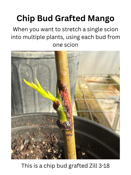 Matching Mango Scions and Rootstocks for grafting, they don't always need to match.