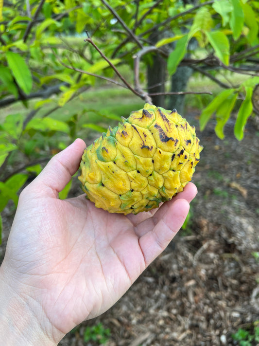 All About Rollinia, AKA - Lemon Meringue Pie Fruit