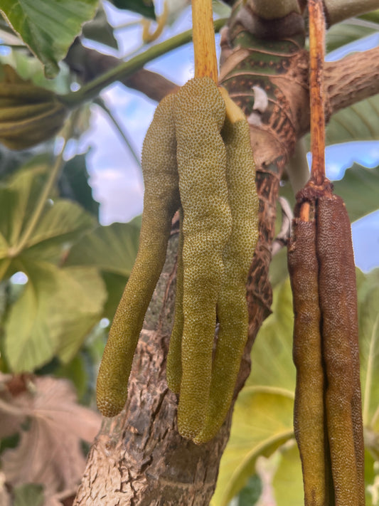 Cecropia, Gummy worm fruits on tree