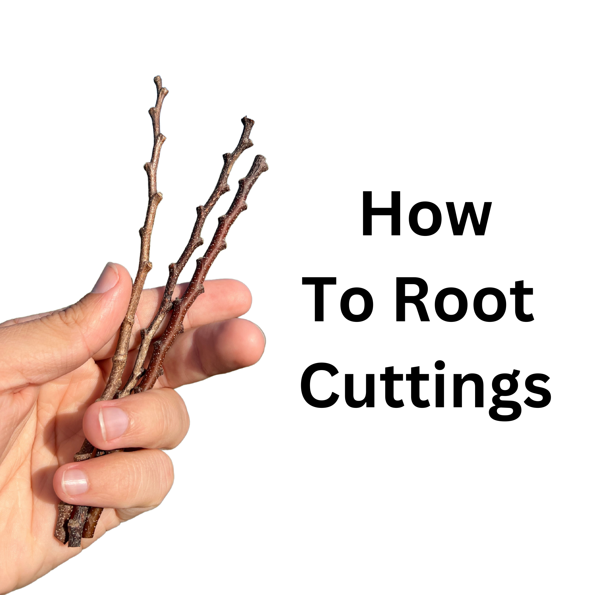 The Ultimate Guide to Rooting Plant Cuttings: A Universal Approach ...