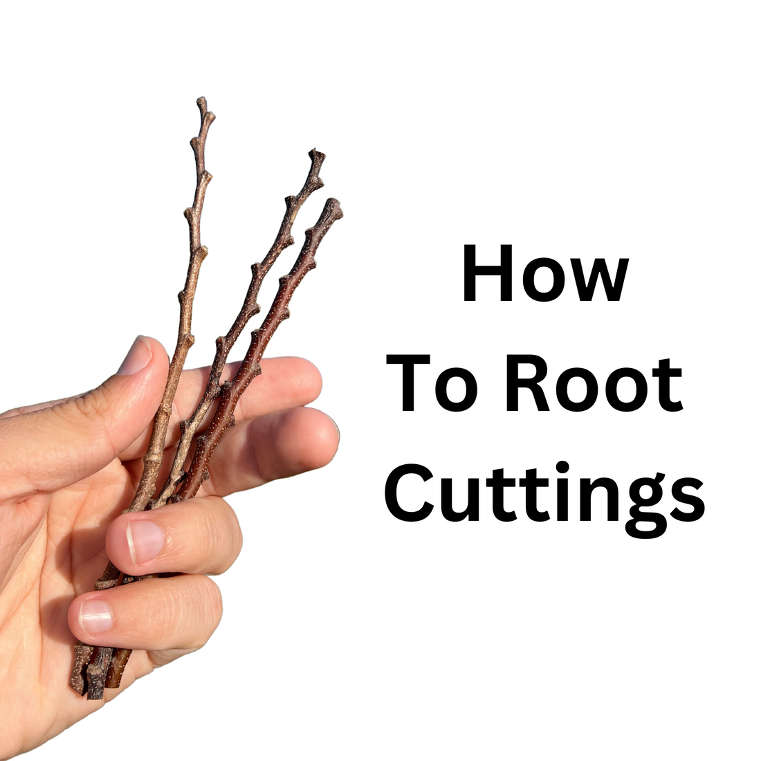 The Ultimate Guide to Rooting Plant Cuttings: A Universal Approach