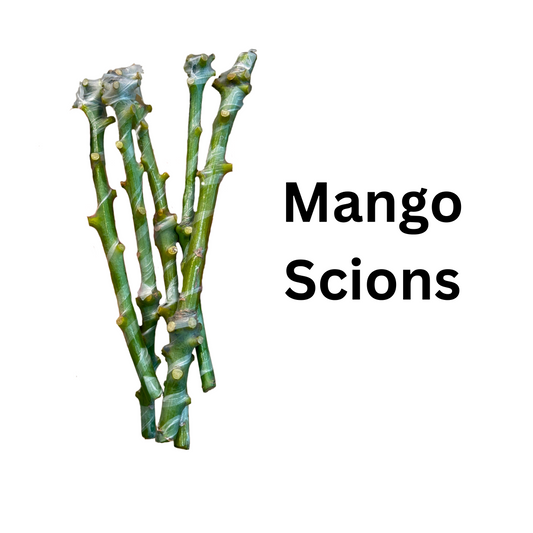 The Art of Mango Grafting