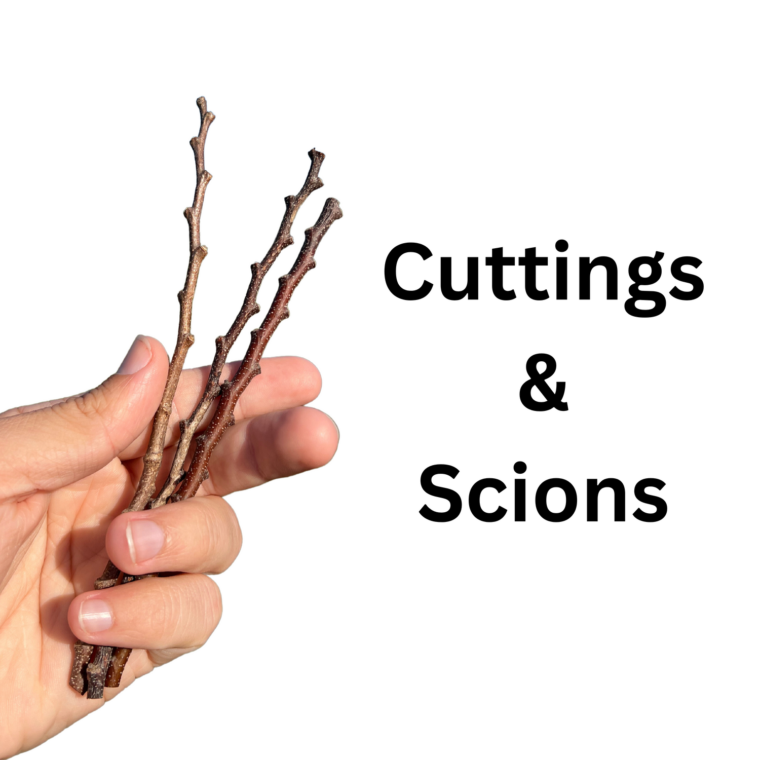 Scions & Cuttings