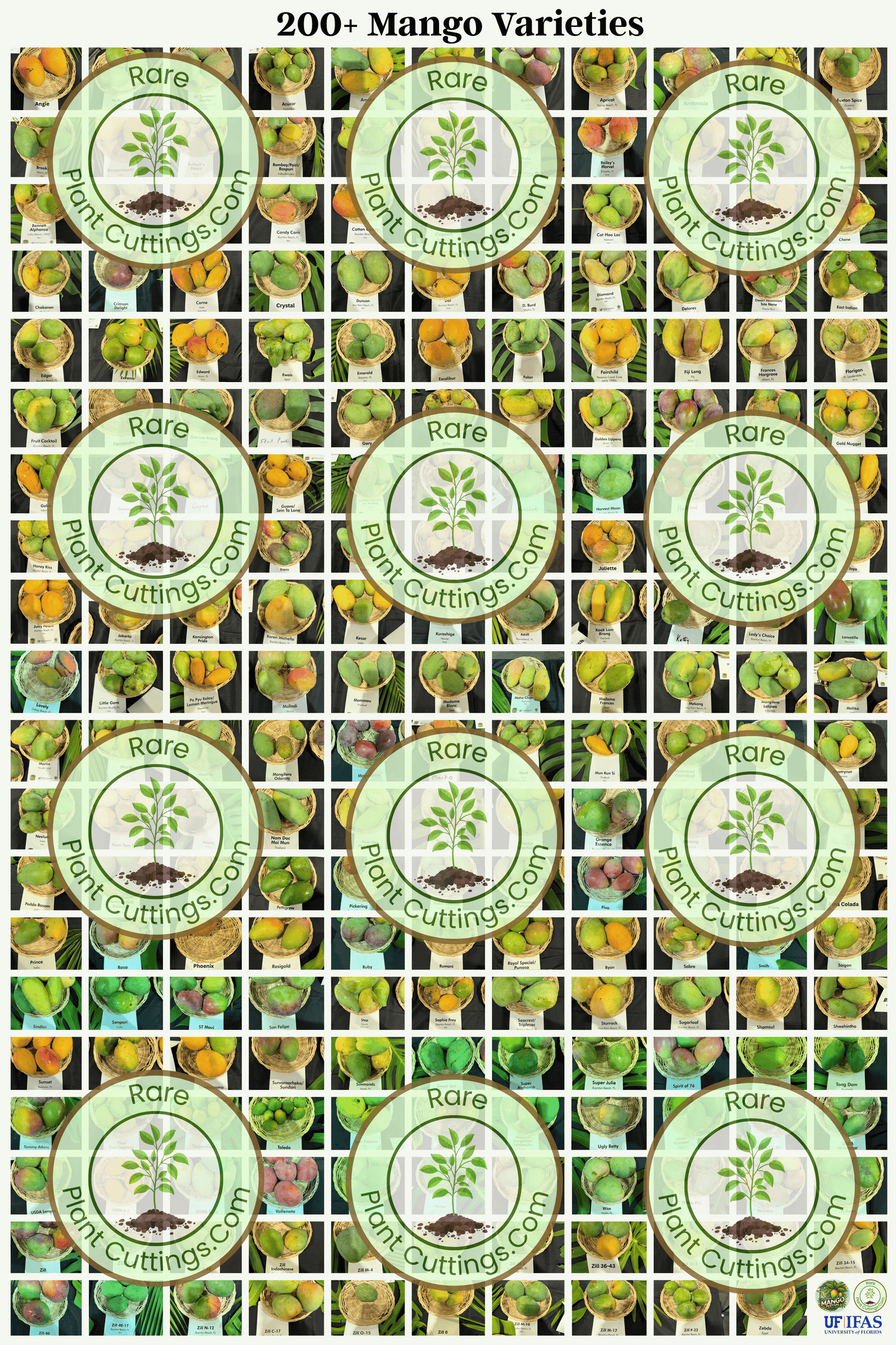 Mango Posters