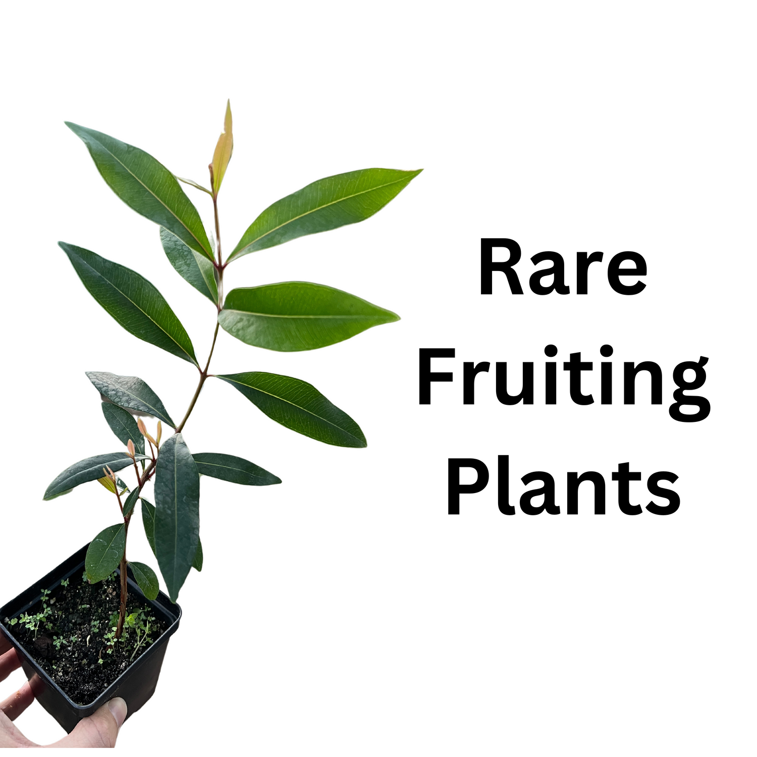 Rare Fruiting Plants