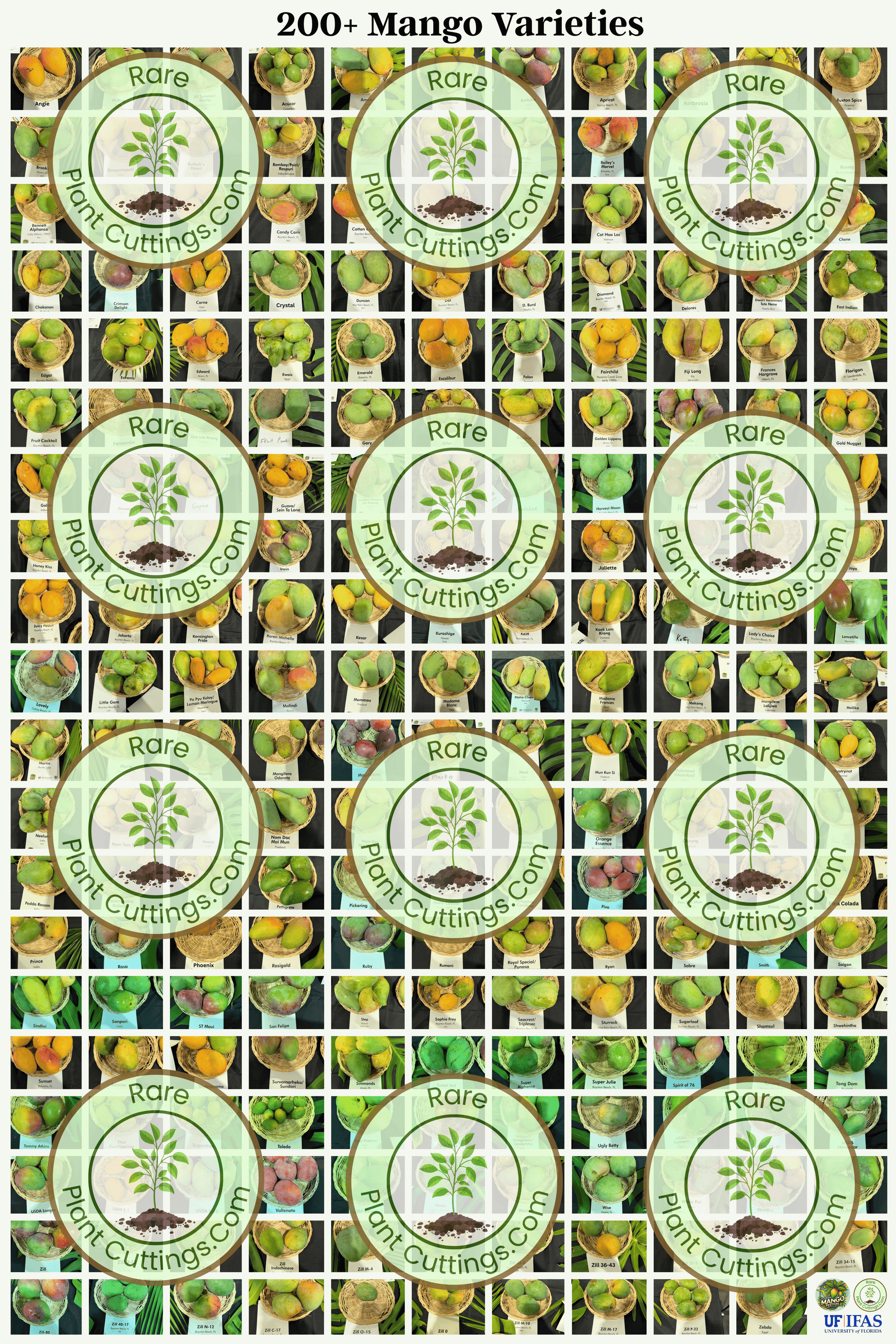 Grid of mango variety labels with title of 200+ Mango Varieties.