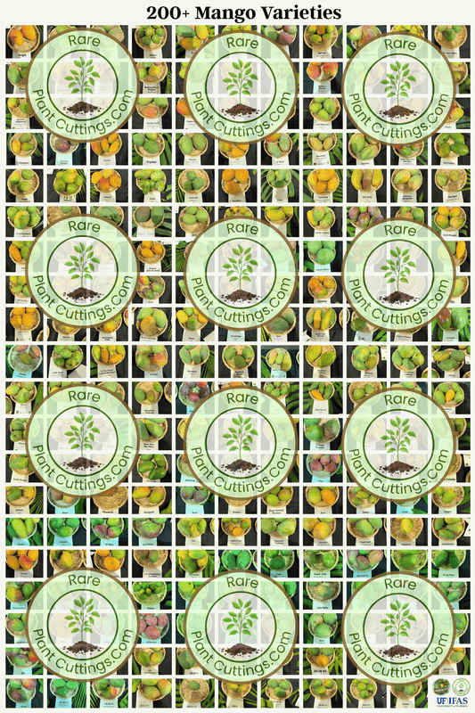 Grid of mango variety labels with title of 200+ Mango Varieties.