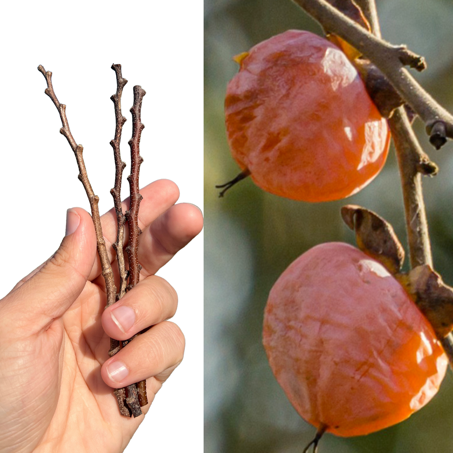 American Persimmon (3 Cuttings)