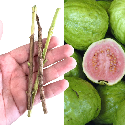 Barbie Pink Guava Cuttings – 3 Live Cuttings