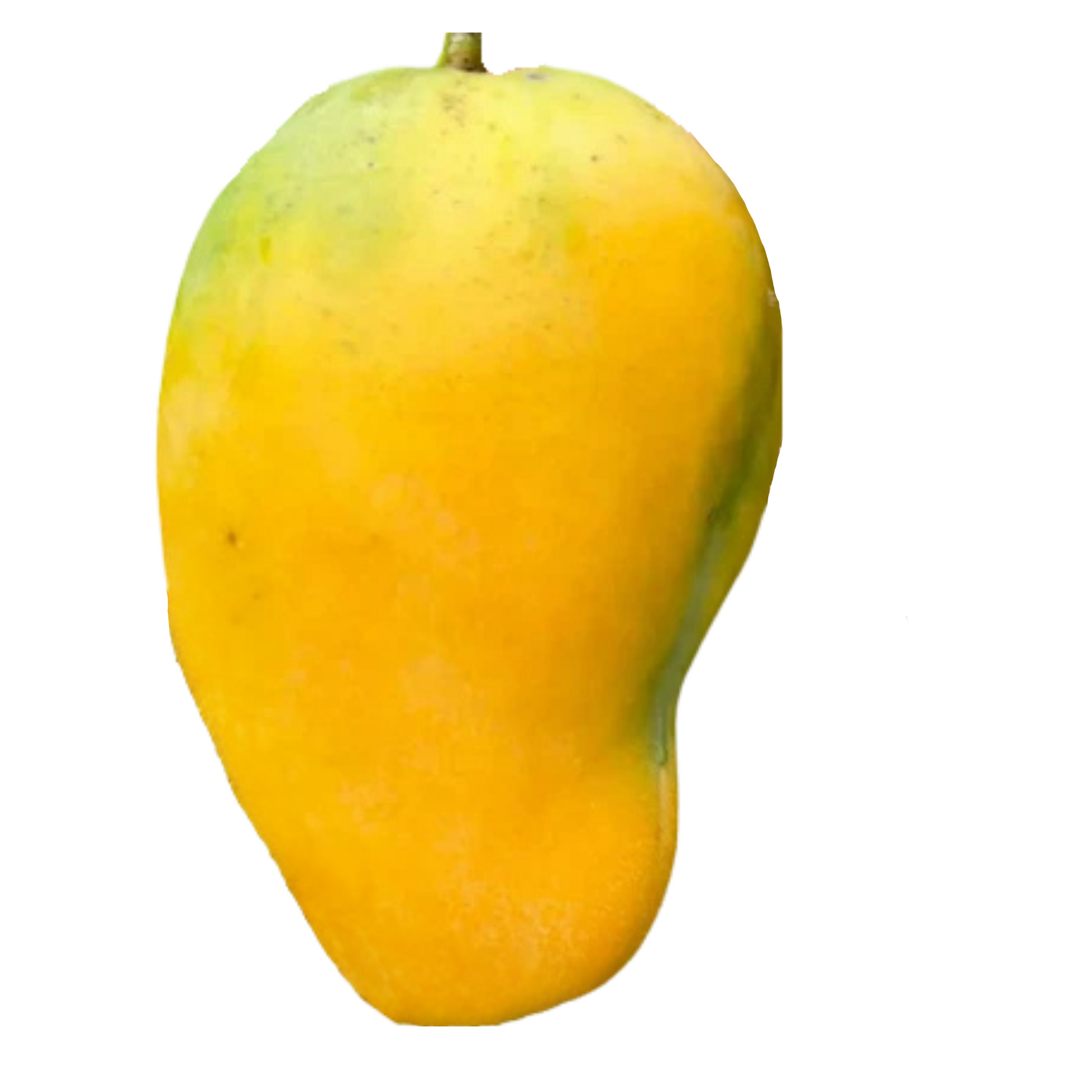 Butter Cream Mango Scion