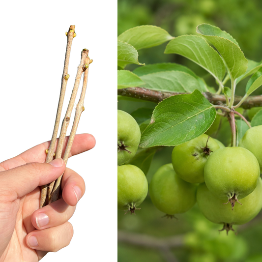 Crabapple Cuttings – 3 Live Cuttings