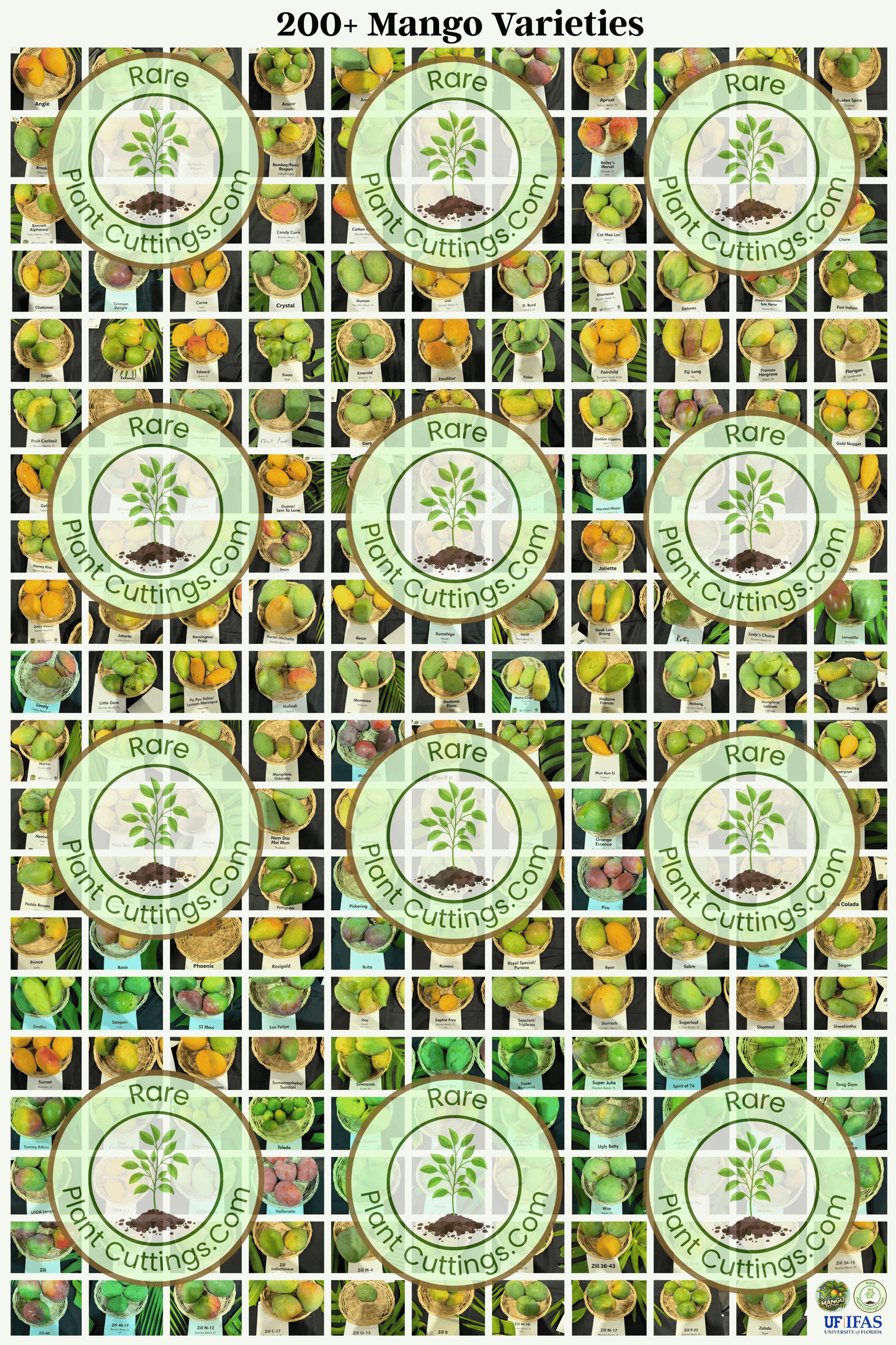 200+ Mango Varieties Poster 24" X 36" (High Quality)